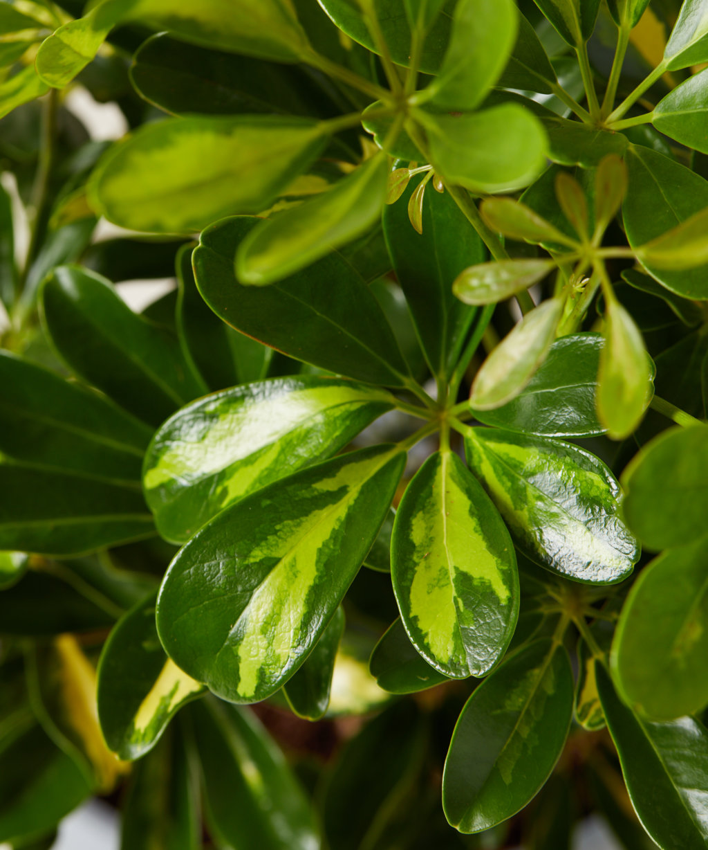 Buy Potted Variegated Schefflera Indoor Plant | Bloomscape