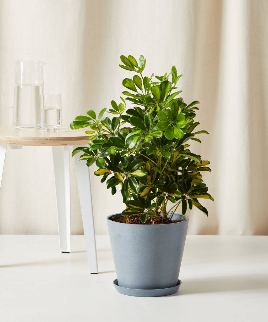 Buy Potted Variegated Schefflera Indoor Plant | Bloomscape