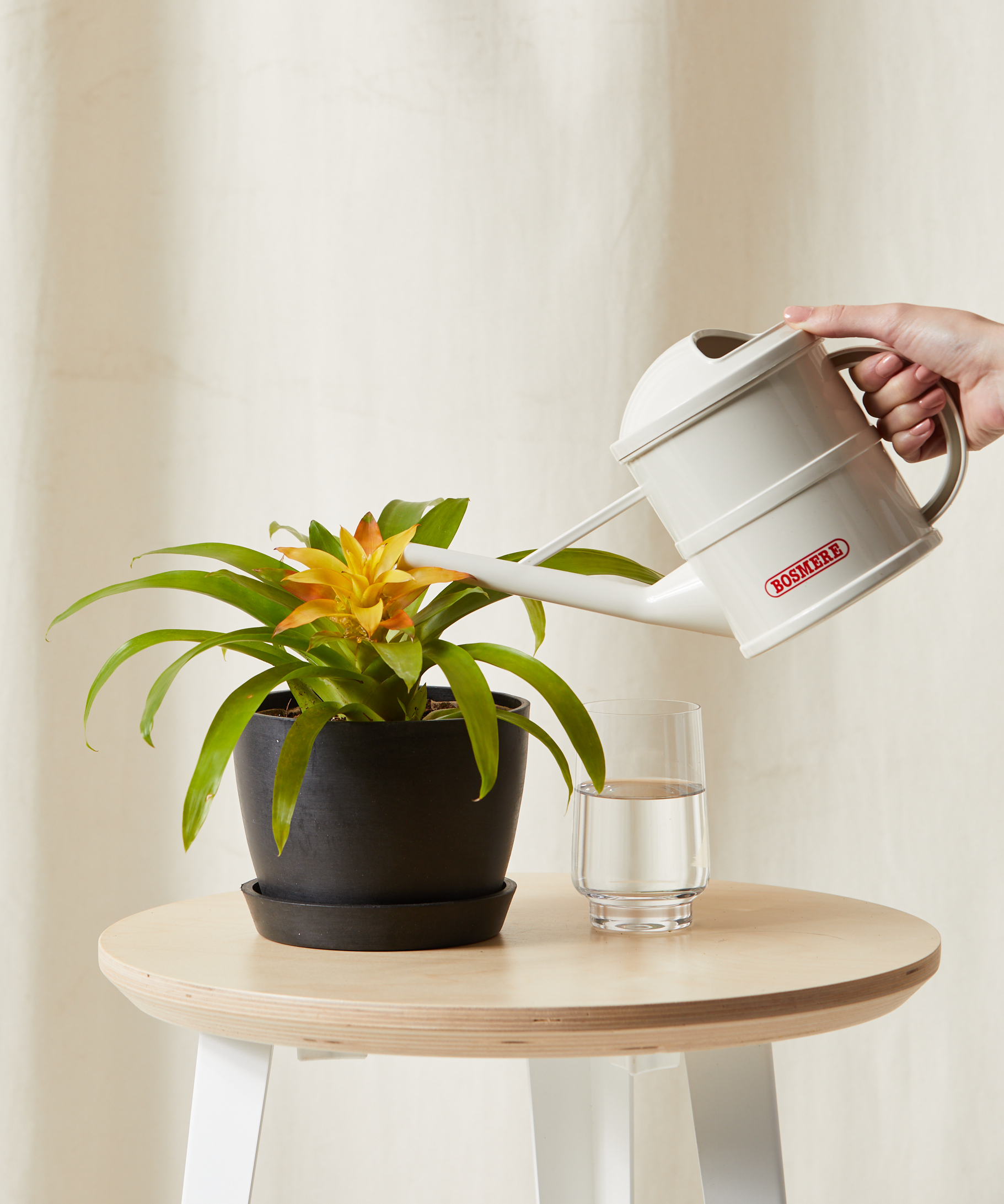 bloomscape_yellow-bromeliad_sm_care-product