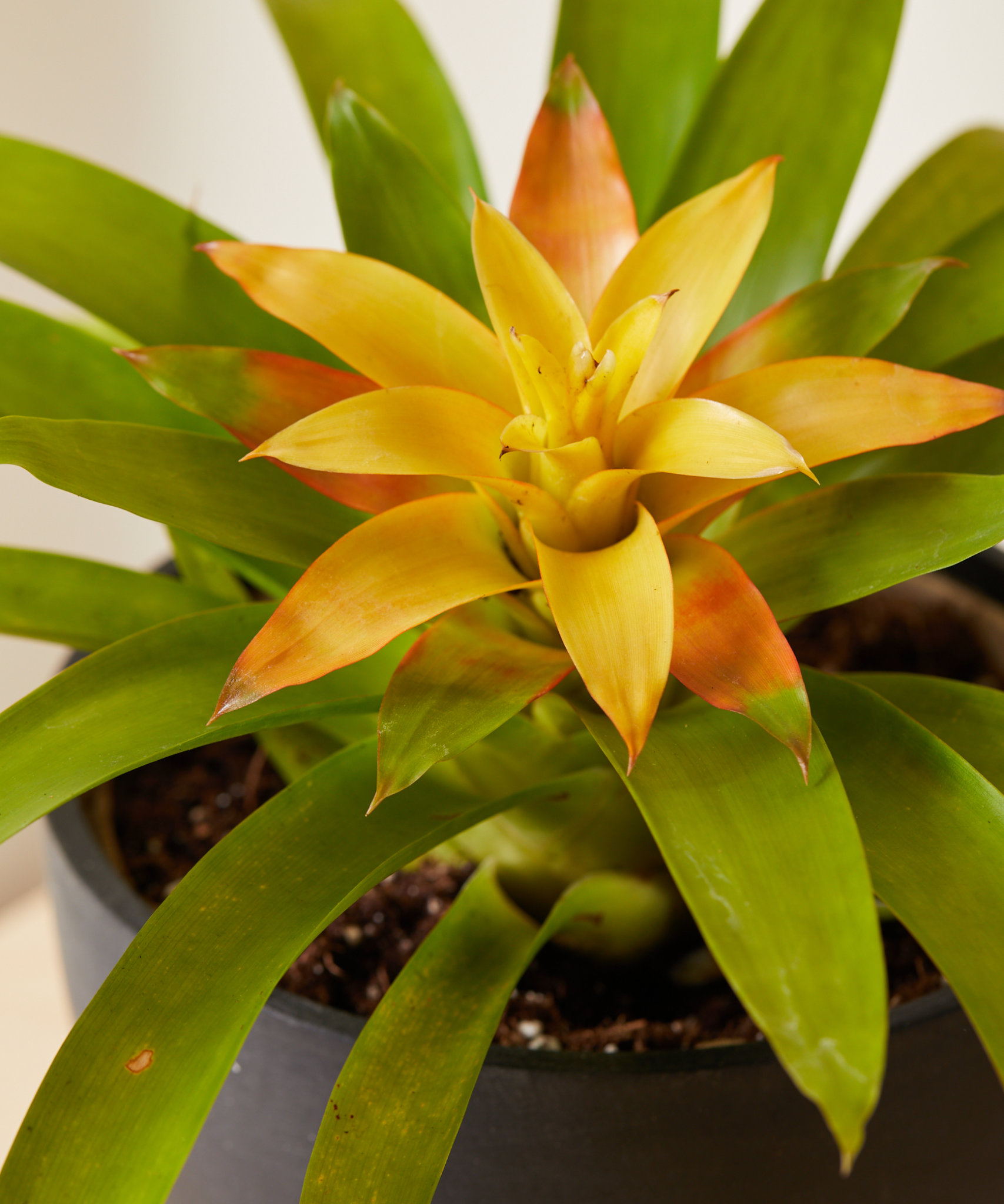 Buy Potted Bromeliad Yellow Indoor Plant | Bloomscape