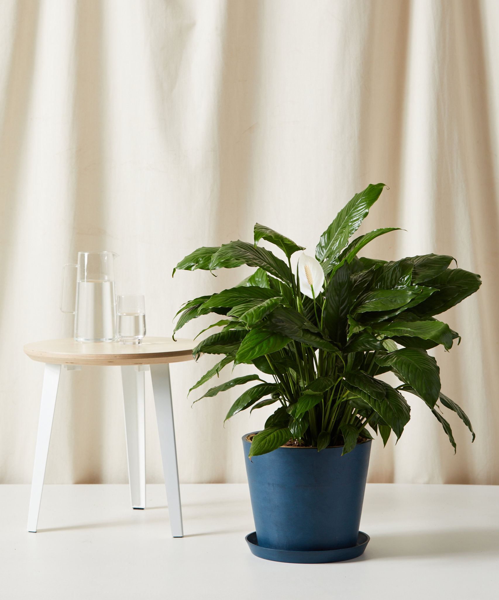 Aglaonema 101: How to Care for Aglaonemas | Bloomscape