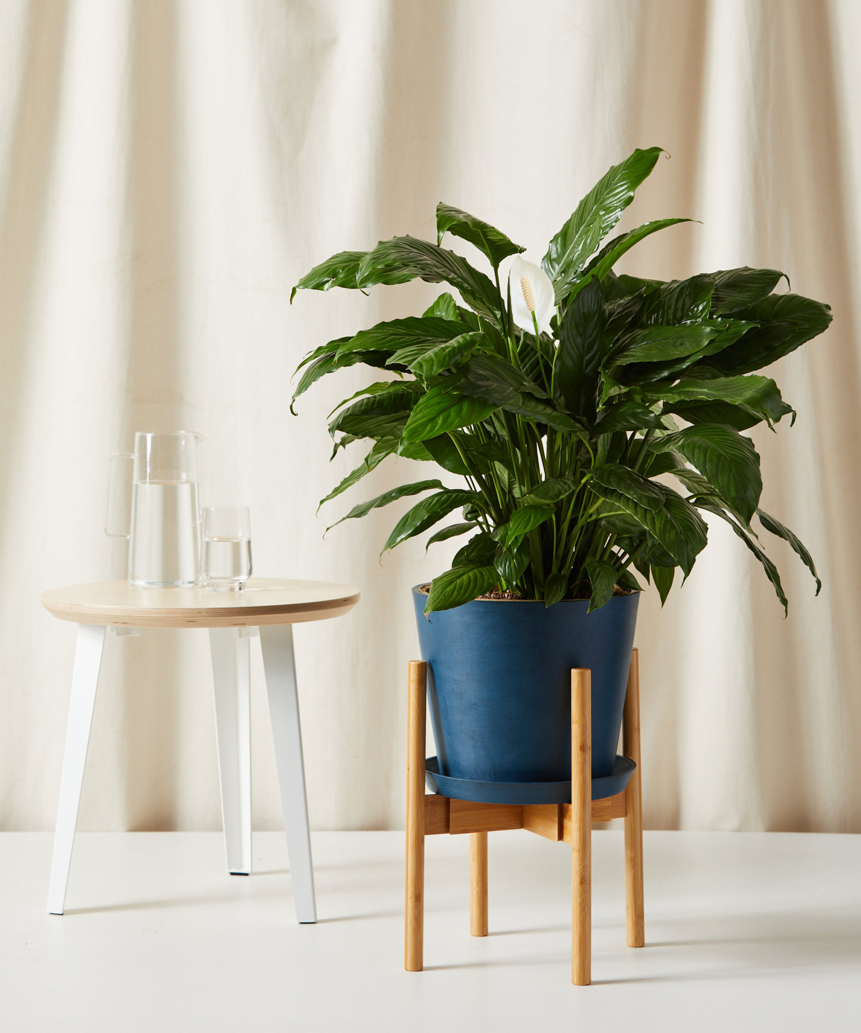 Prayer Plant 101 How to Care for Prayer Plants Bloomscape