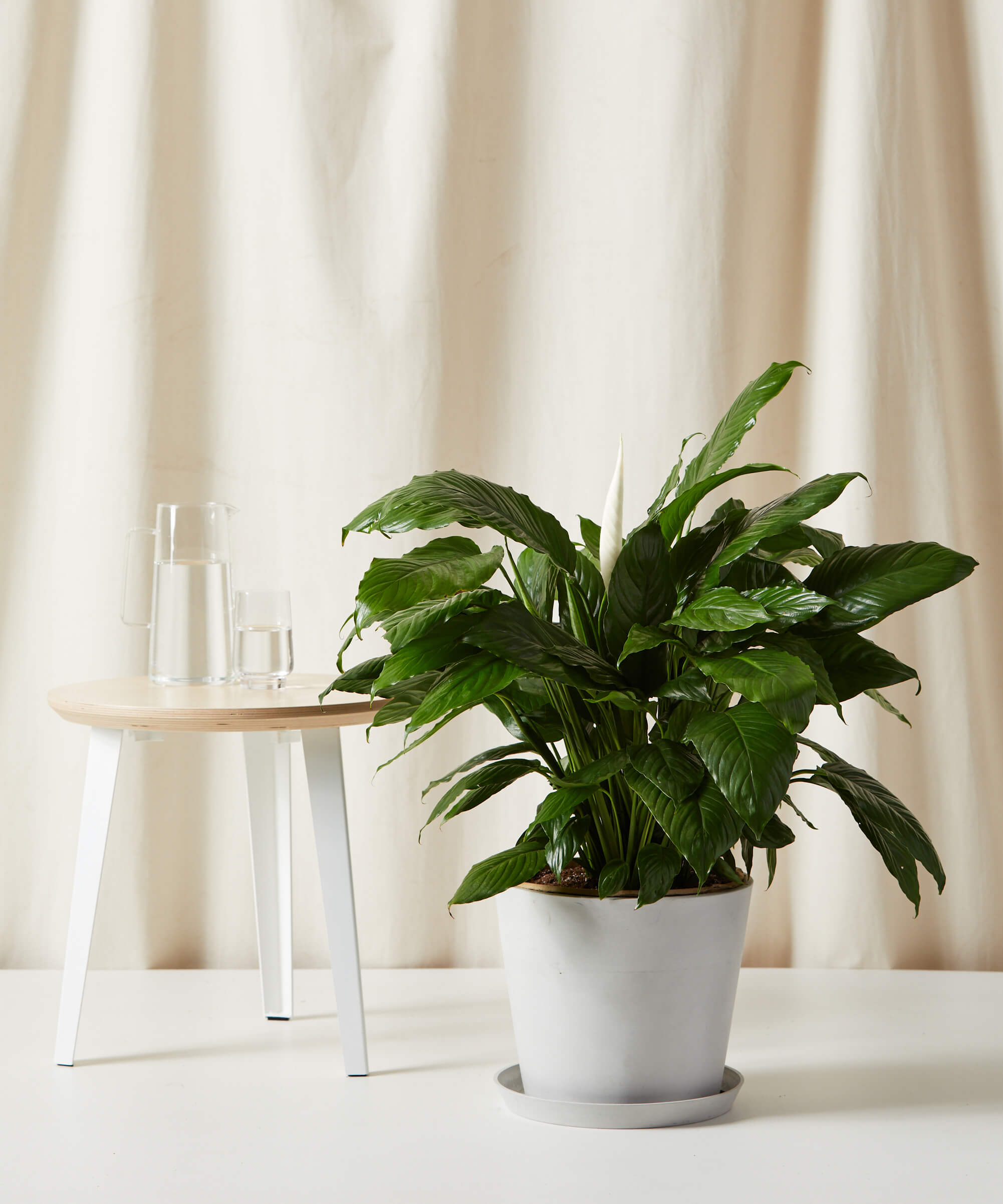 Bloomscape Peace Lily - Thumbnail 3