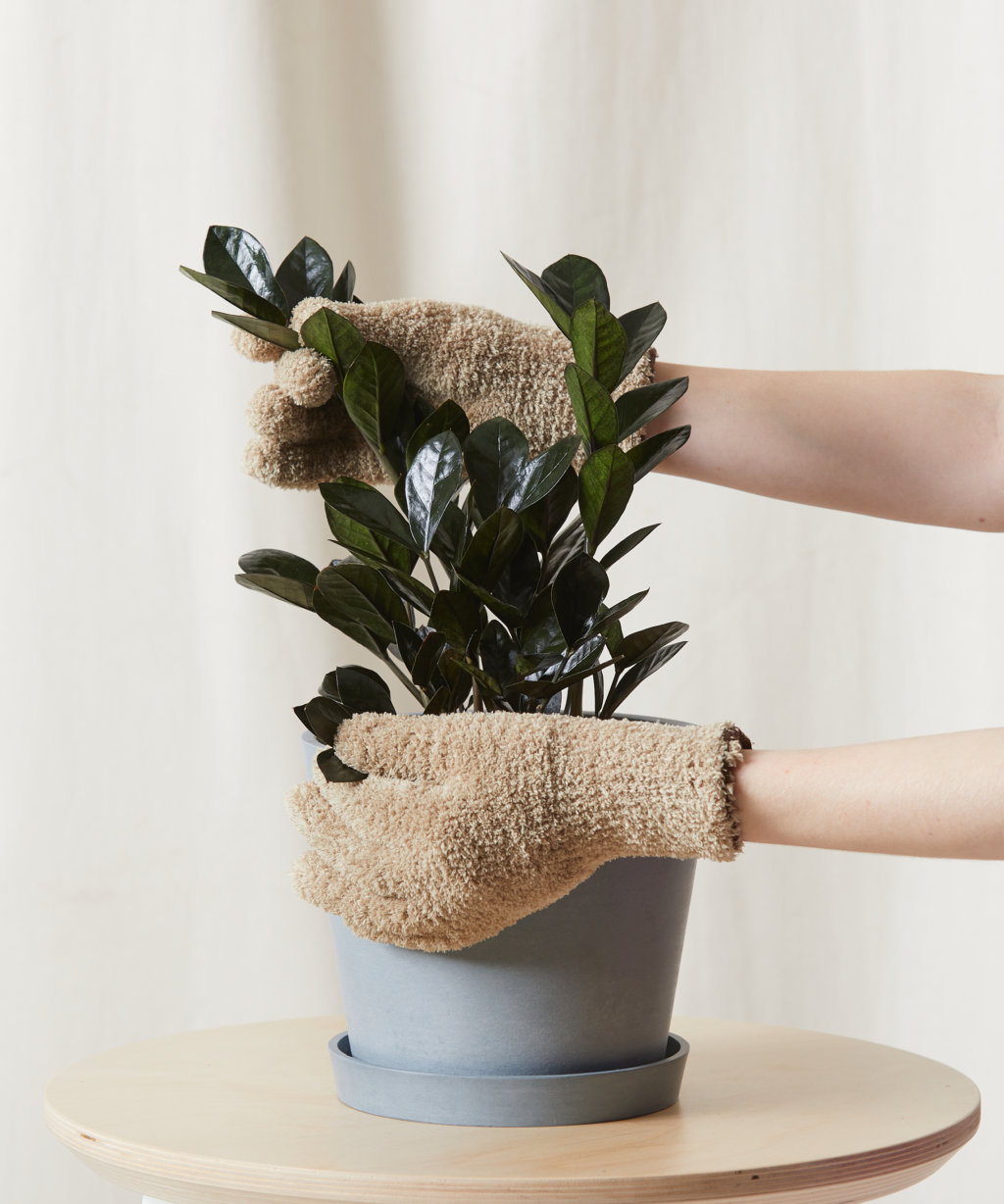 Buy Potted Raven ZZ Plant Indoor Plant Bloomscape