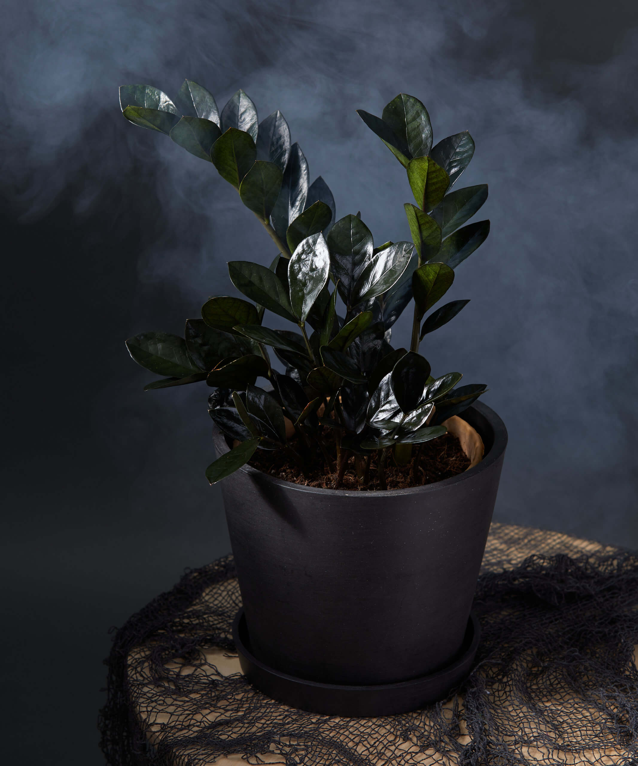 Image of Raven ZZ Plant