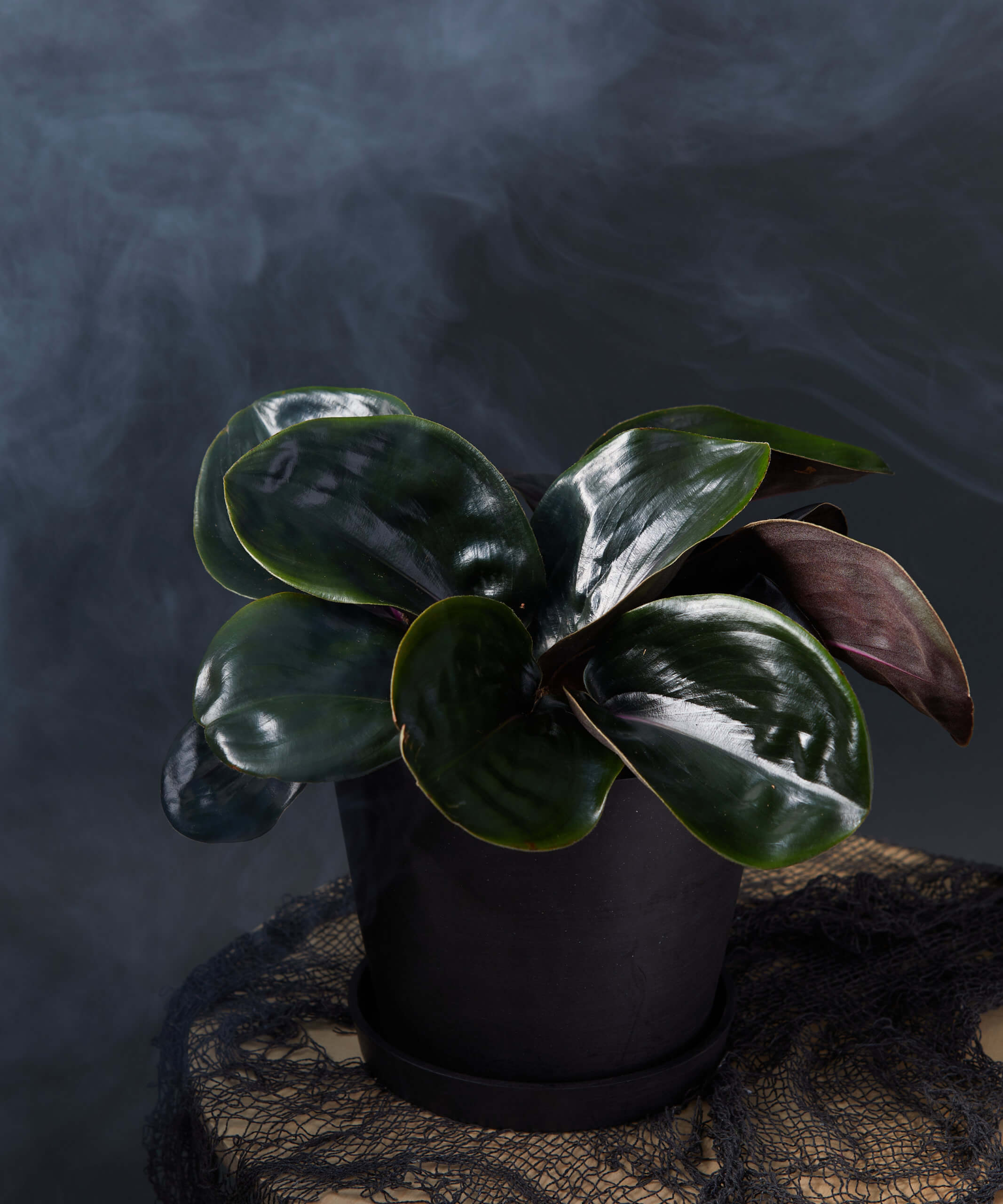 bloomscape_geo_plant_md_lifestyle2