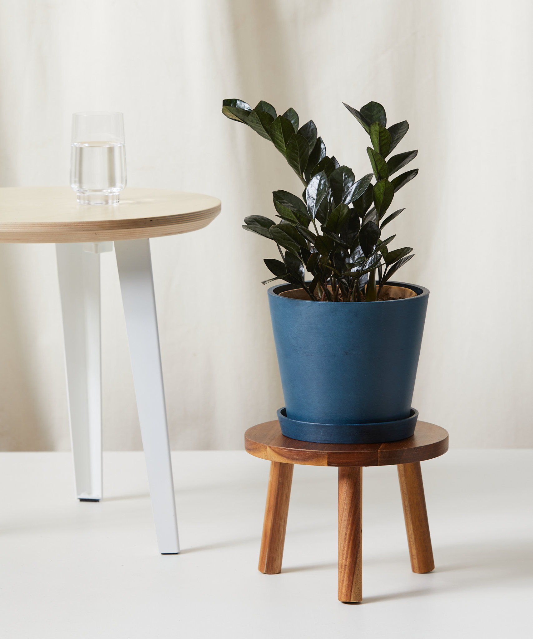 Best Year-Round Indoor Plants: Hardy, Low-Maintenance Greenery - Bloomscape