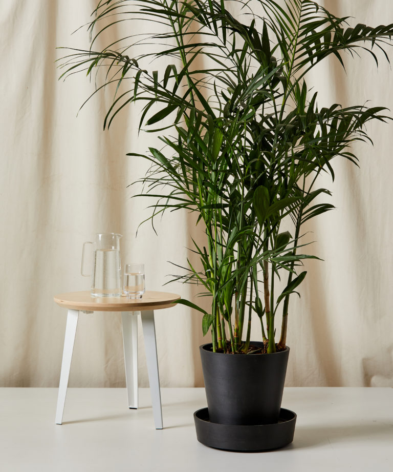 Buy Potted Bamboo Palm Indoor Plant | Bloomscape