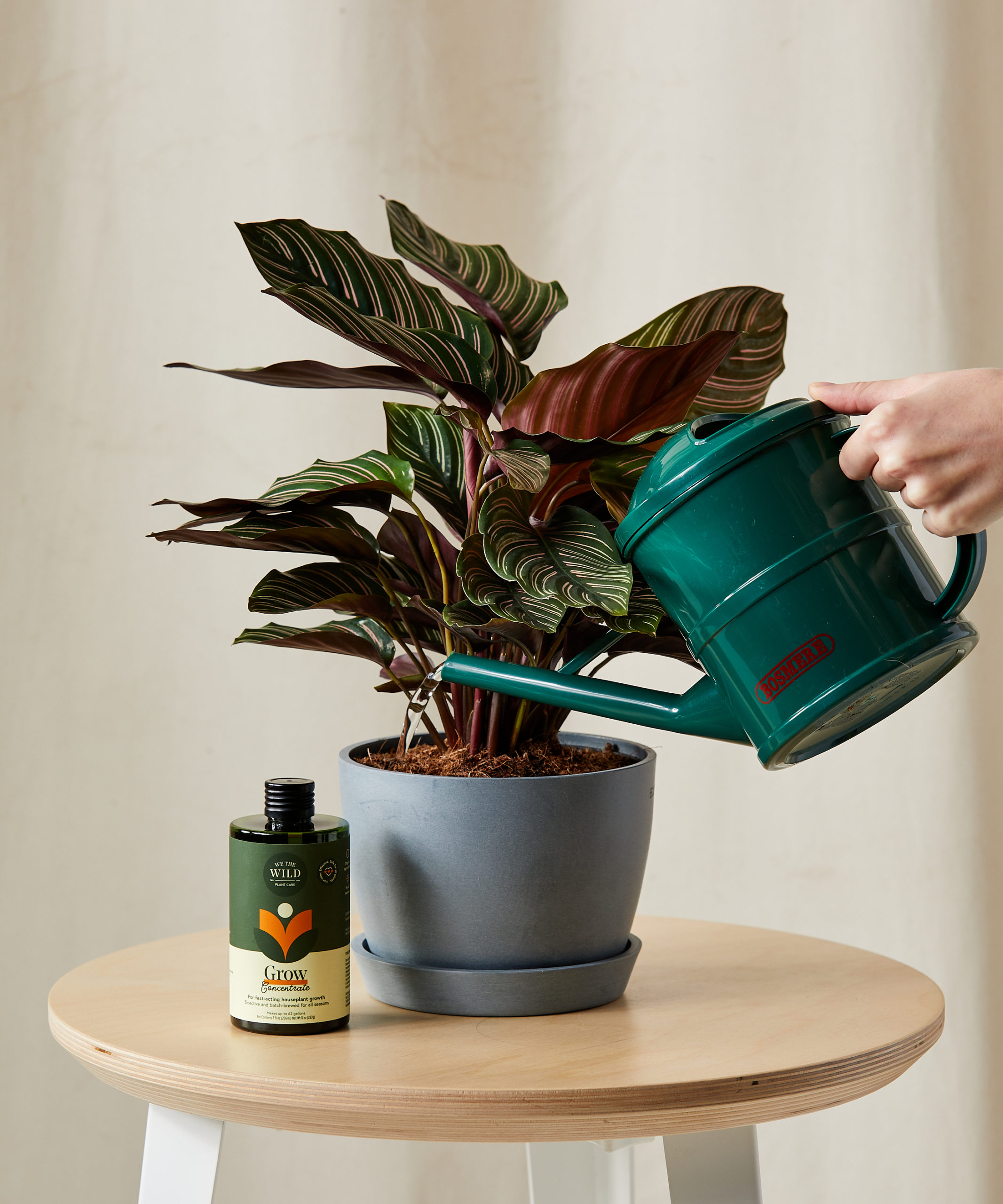 bloomscape_christmas-care-set_11