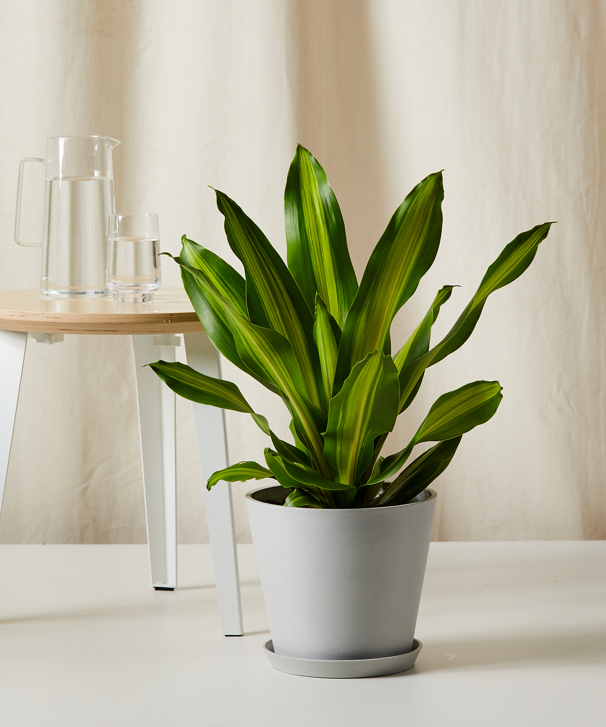 1.5'-2.5' Dracaena LG | Bloomscape® | Easy Indoor Plants | Low Light Plants Indoor | Plant Delivery | Dracaena Golden Heart, Golden Heart Dragon Tree