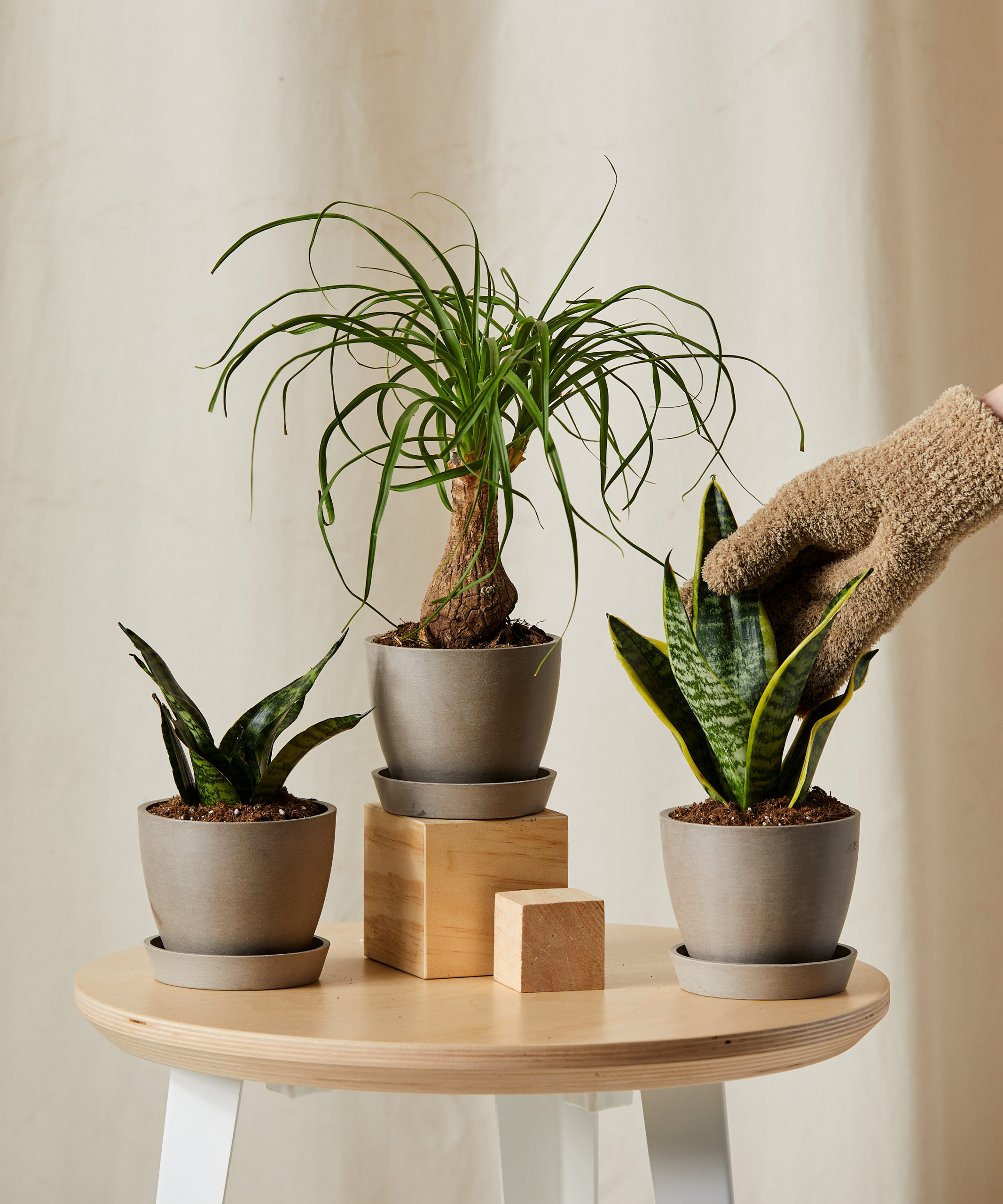 bloomscape_easy-peasy-collection_xs_care-product