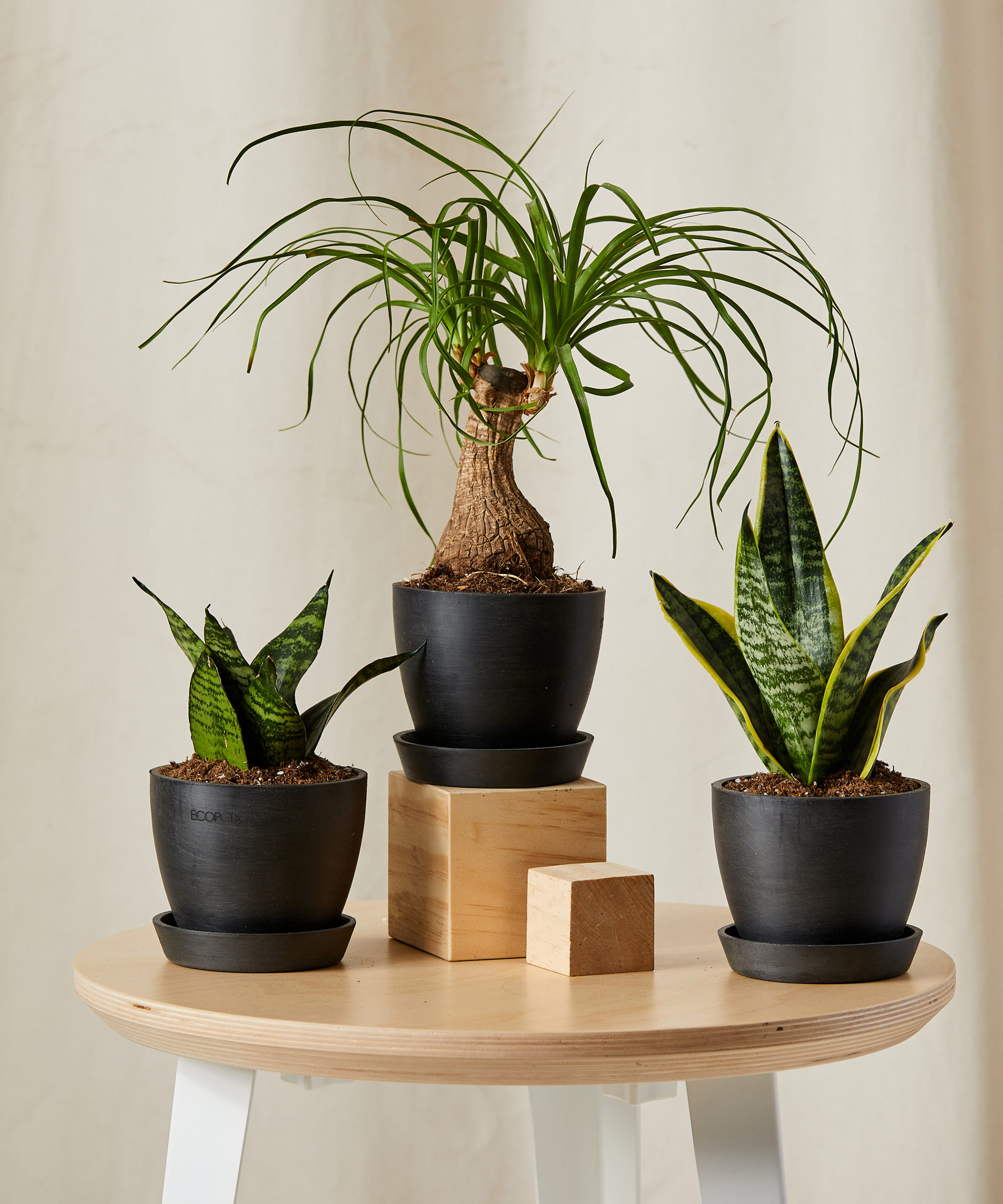 Easy-Care Plant Trio | Snake Plant, Ponytail Palm, Sansevieria | Collection | Alabaster