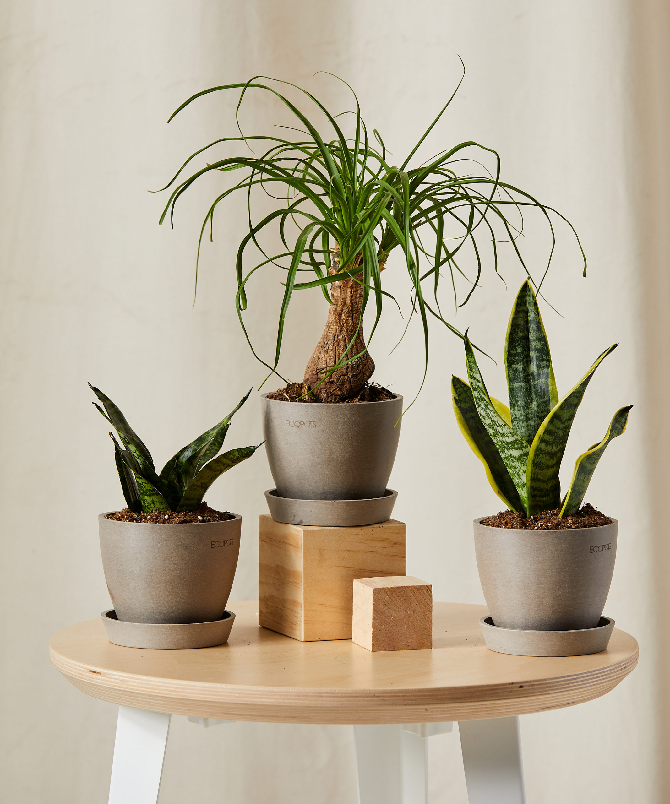 Easy-Care Plant Trio | Snake Plant, Ponytail Palm, Sansevieria | Collection | Basalt