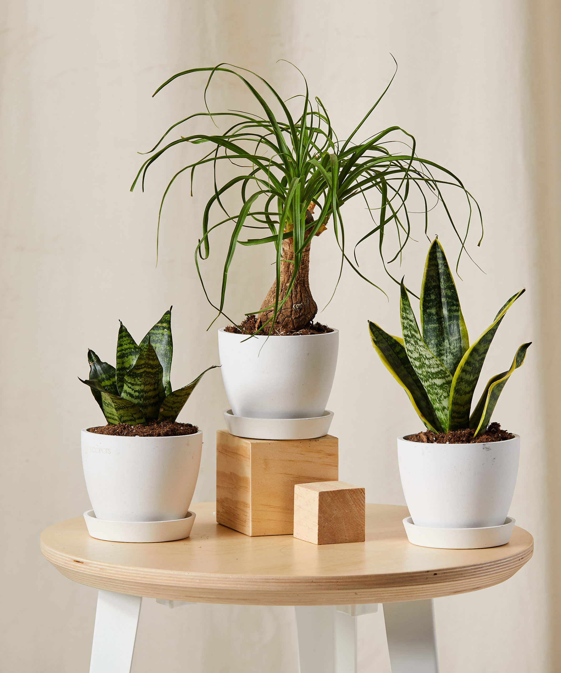 Easy-Care Plant Trio | Snake Plant, Ponytail Palm, Sansevieria | Collection | Terracotta