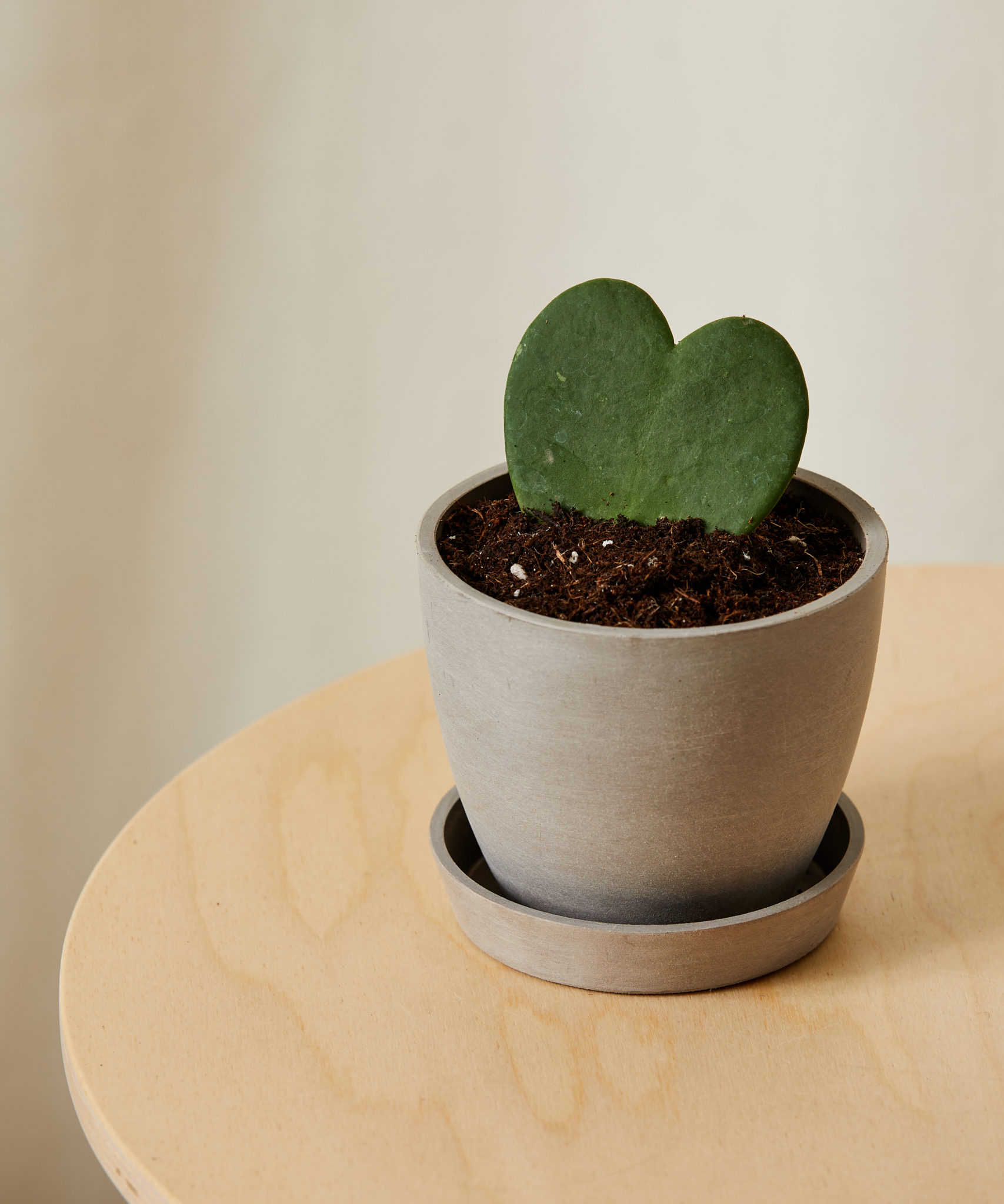 Buy Potted Hoya Heart Indoor Plant | Bloomscape