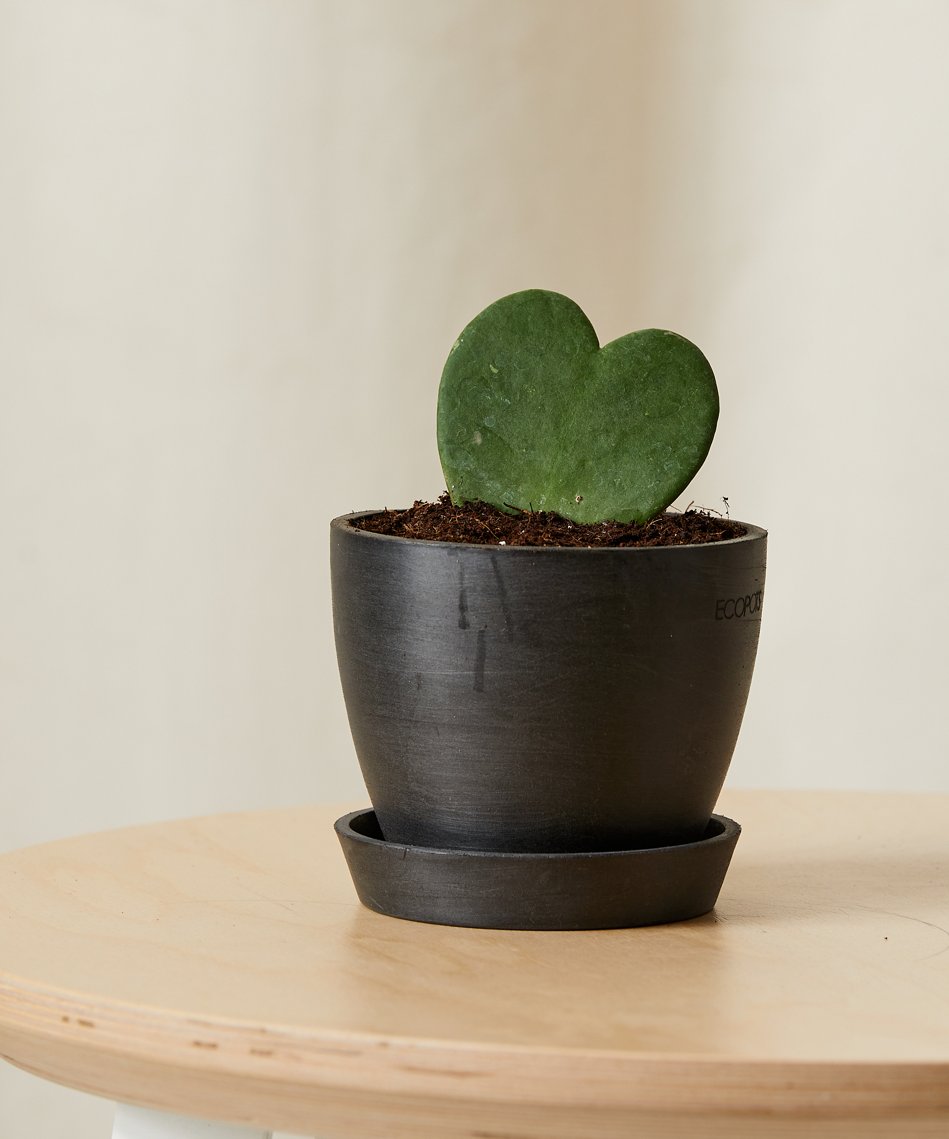 bloomscape_hoya-heart_xs_charcoal