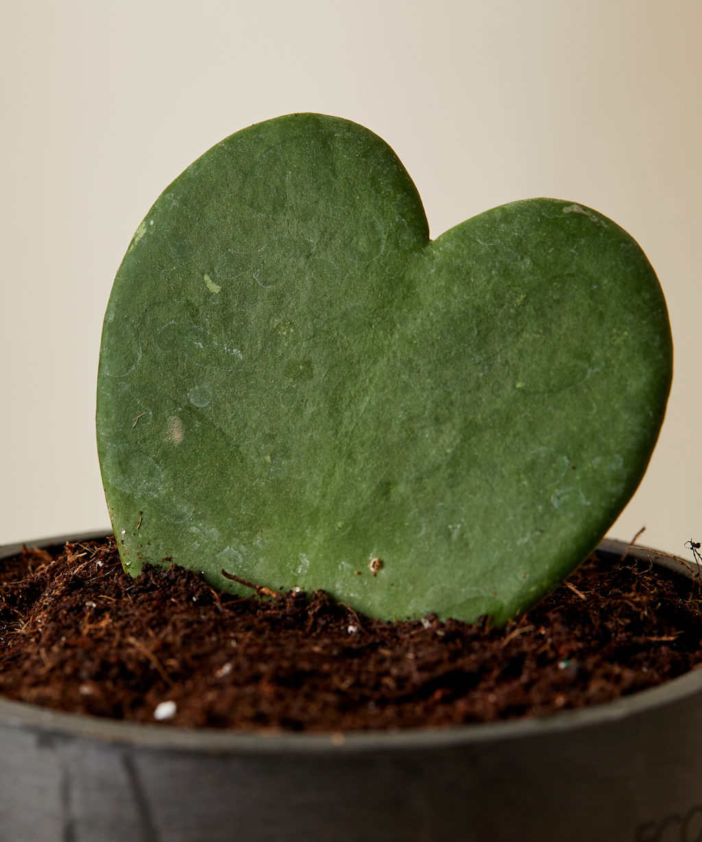 Buy Potted Hoya Heart Indoor Plant | Bloomscape