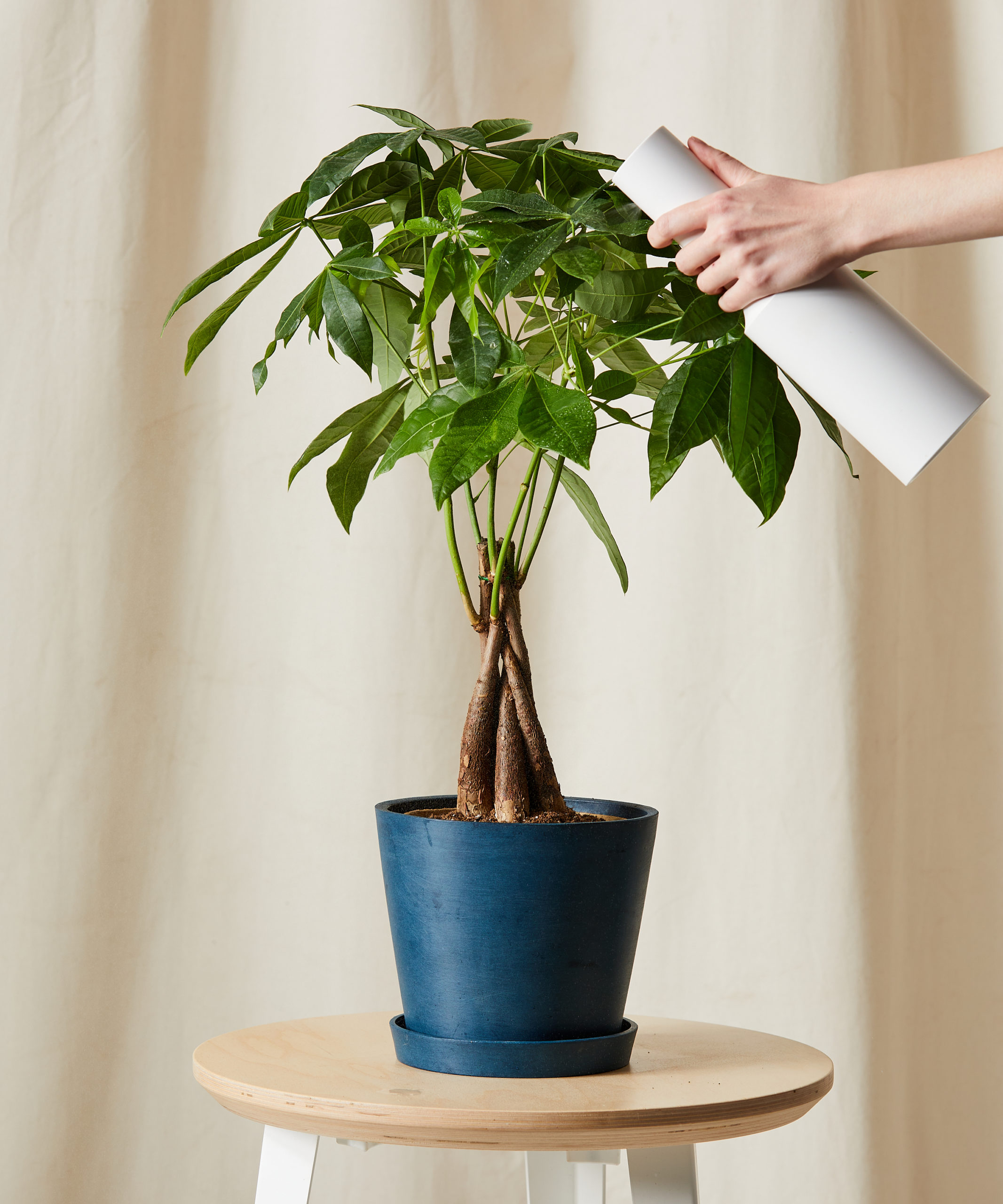 Money Tree