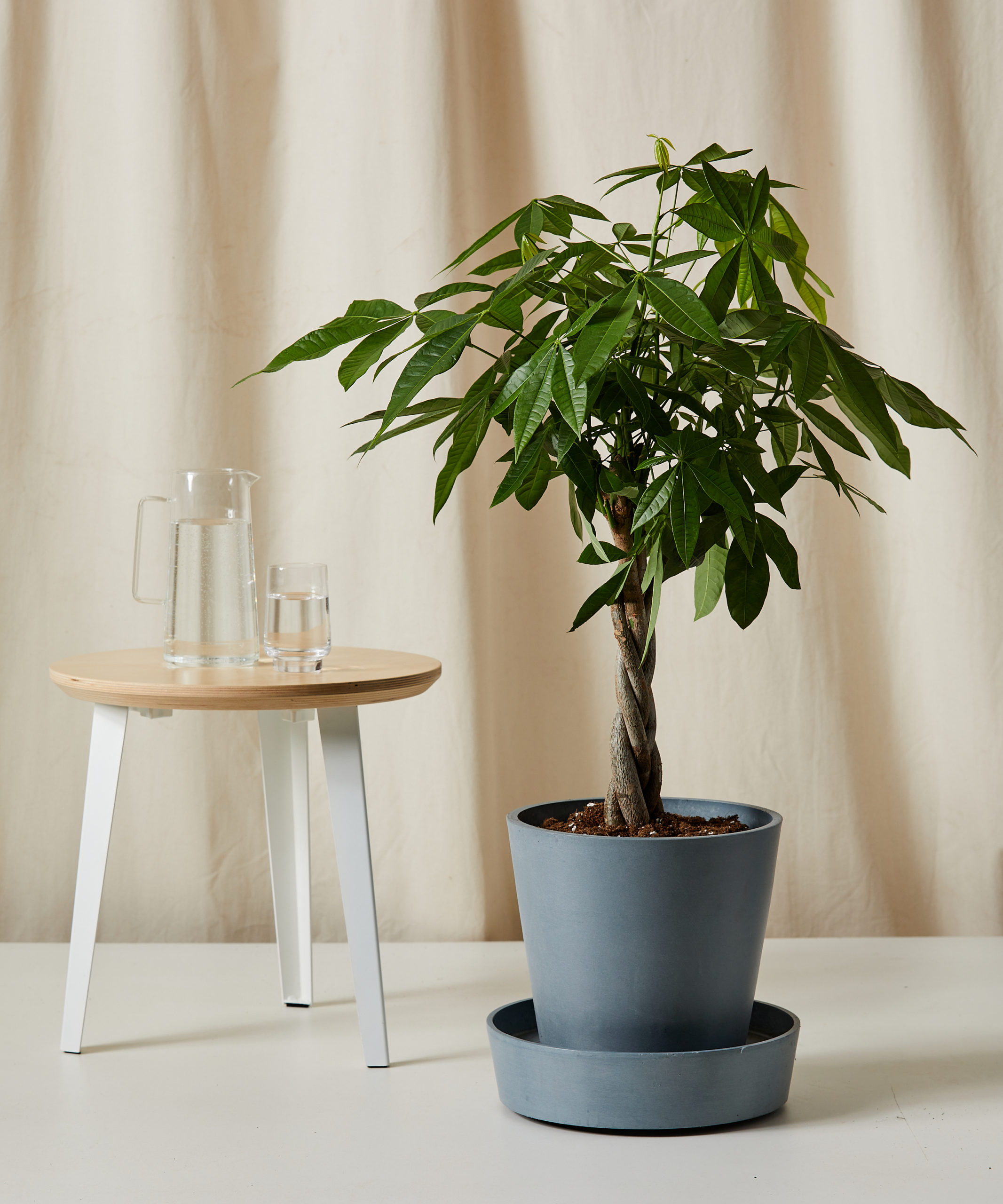 bloomscape_money-tree-forest_xl_saucer