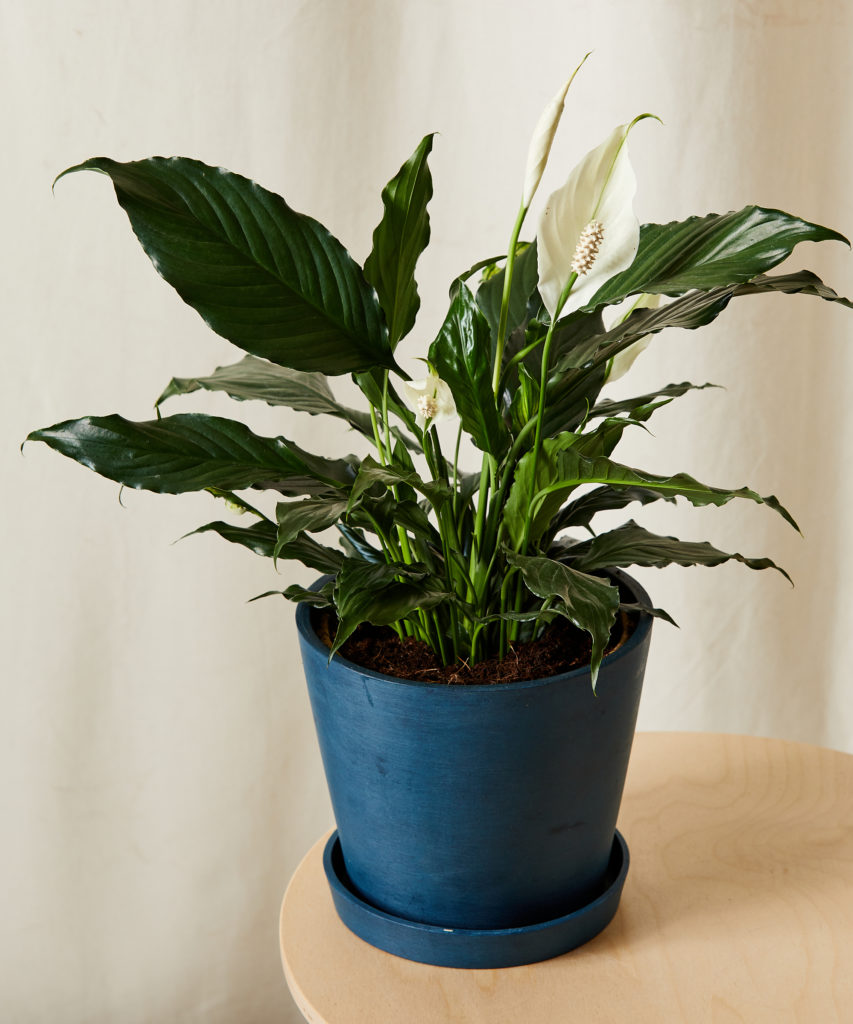 Blooming Peace Lily with white flowers - Bloomscape