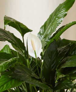 Buy Potted Peace Lily Indoor Plant | Bloomscape