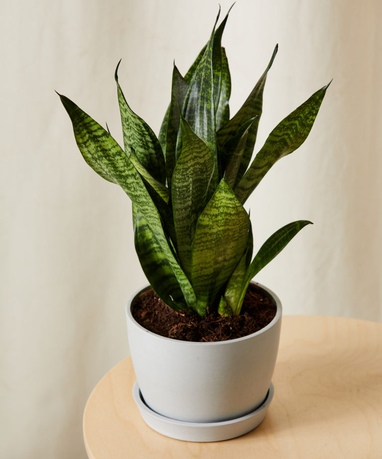 Buy Potted Small Sansevieria Indoor Plant | Bloomscape