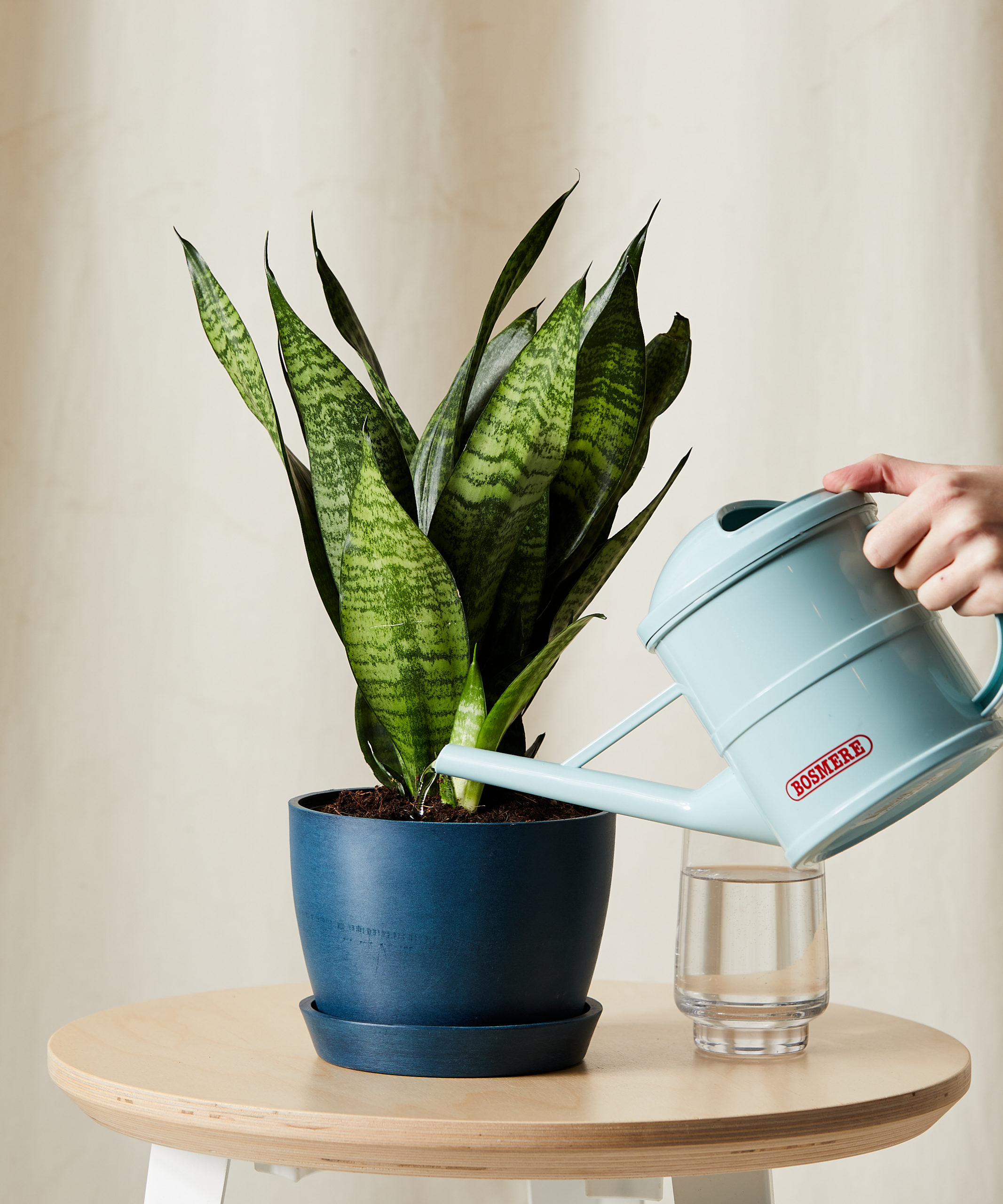 bloomscape_sanseveria_zeylancia_sm_care-product