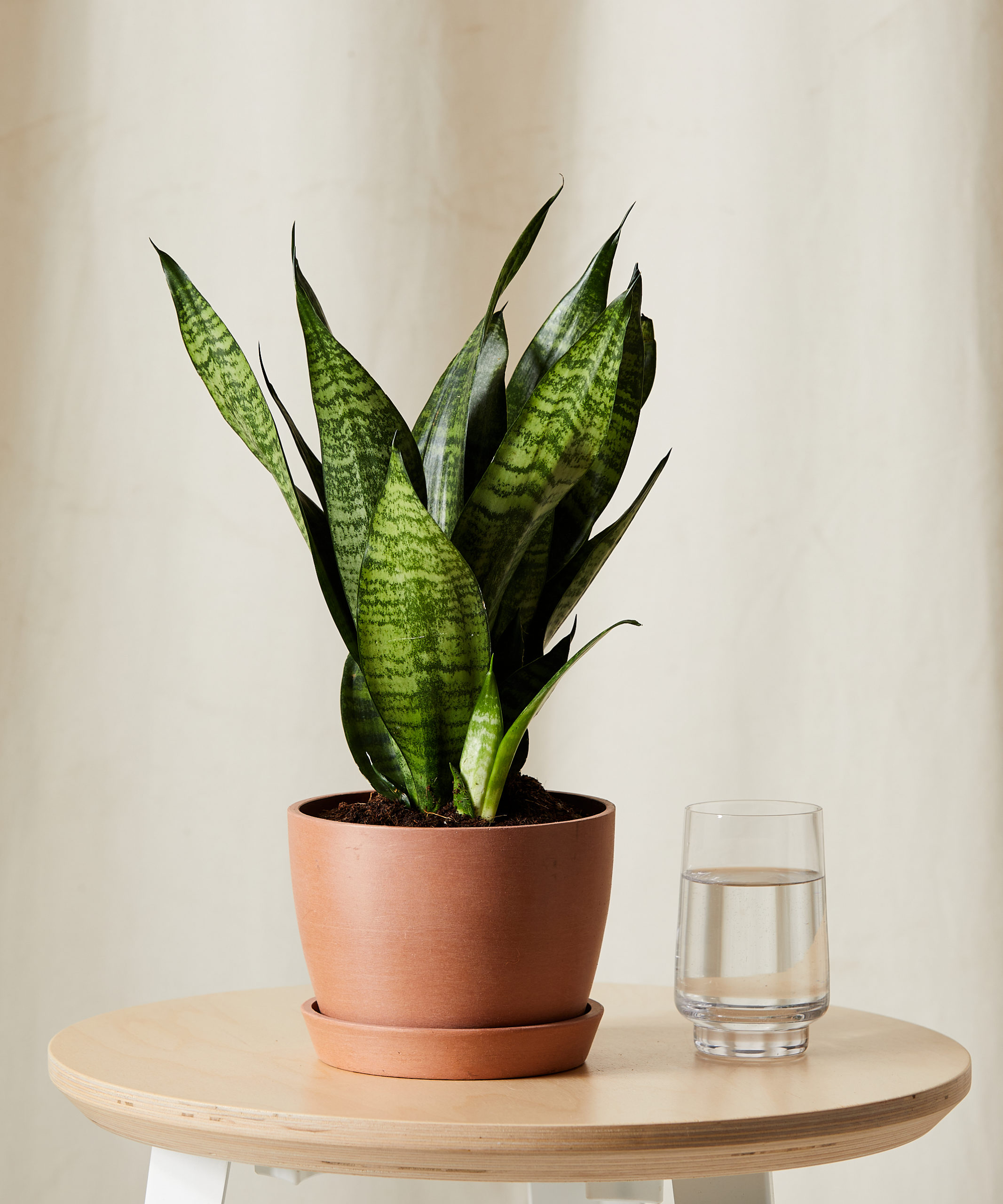 bloomscape_sanseveria_zeylancia_sm_clay