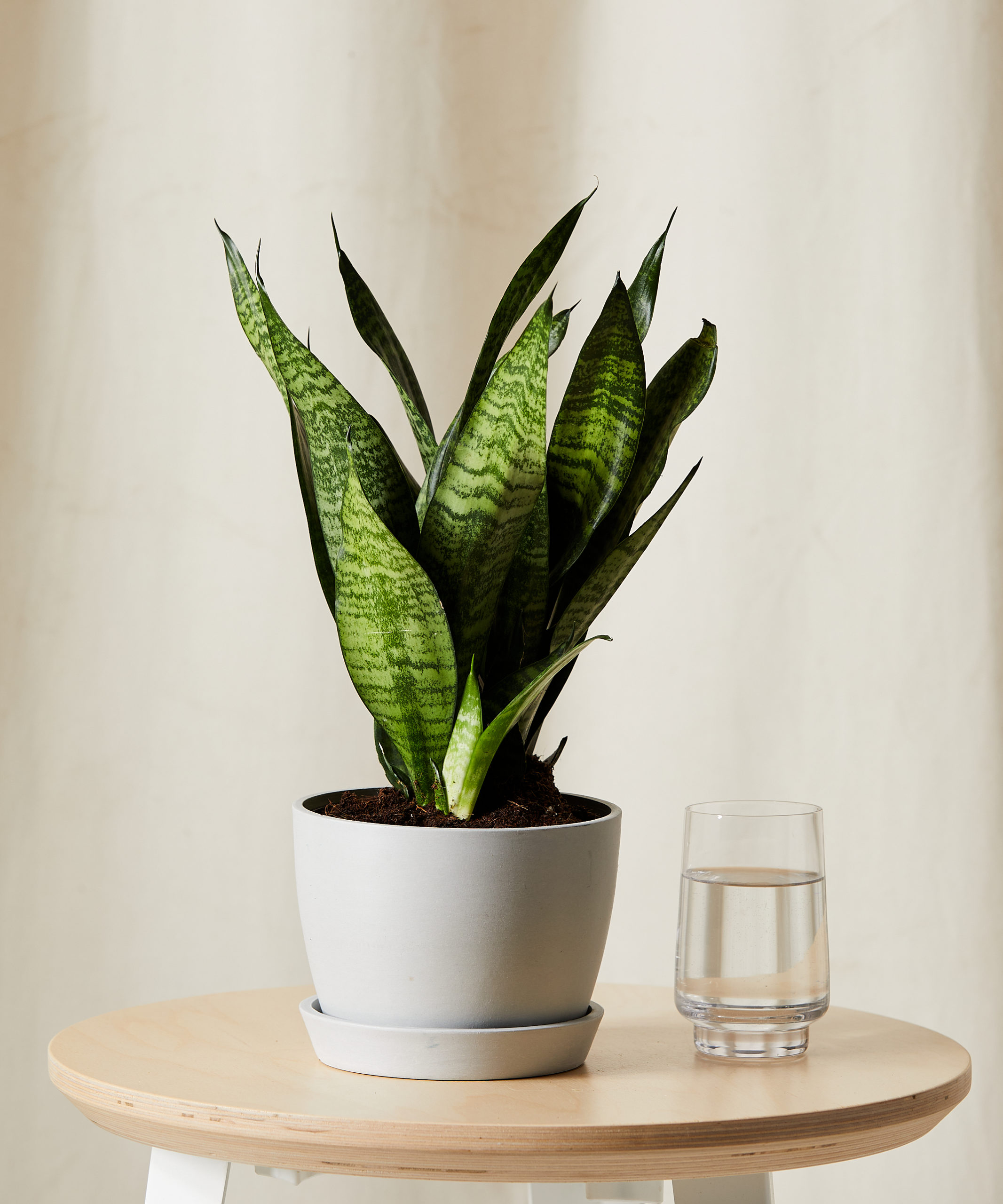 Image of Sansevieria Zeylanica -  Stone