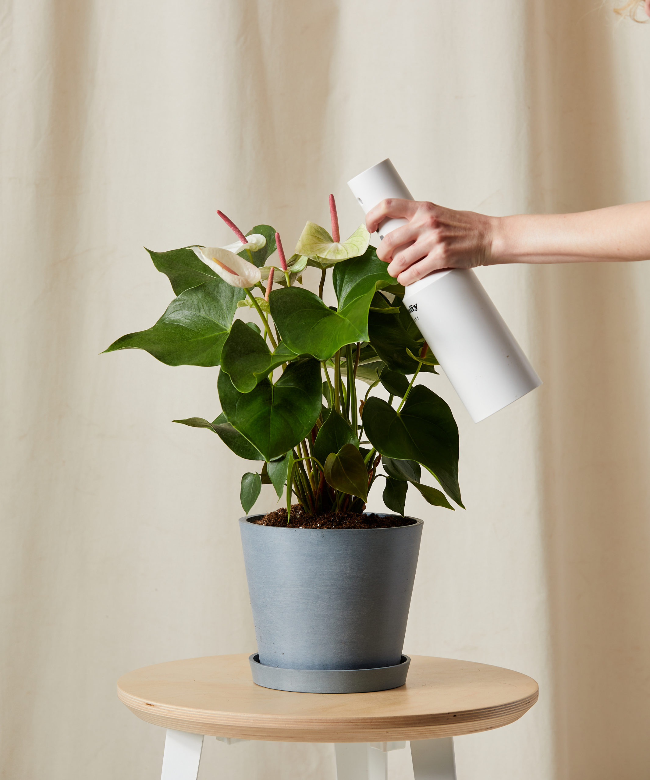 bloomscape_white-anthurium_md_care-product