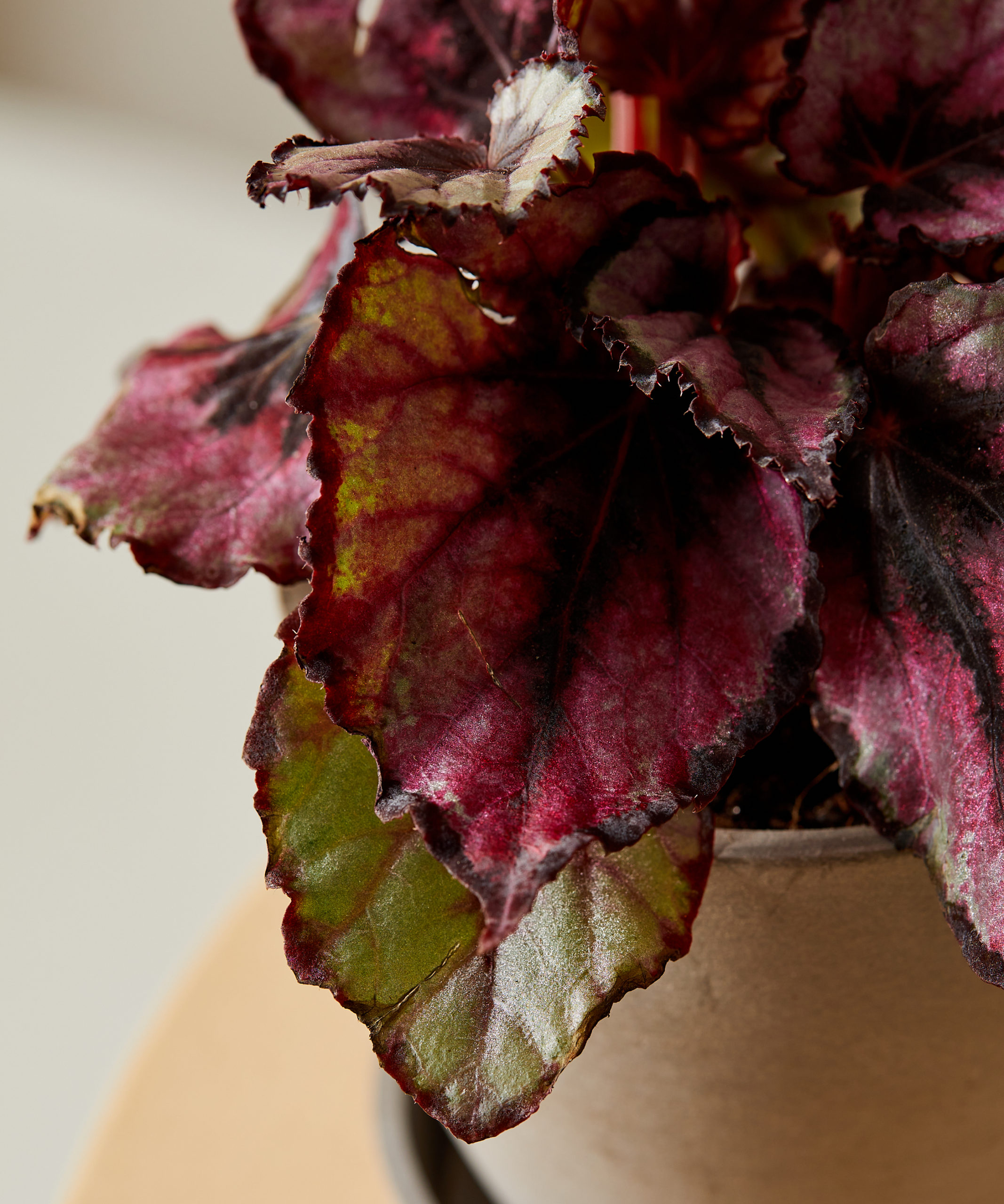 bloomscape_xs-begonia-collection_detail3