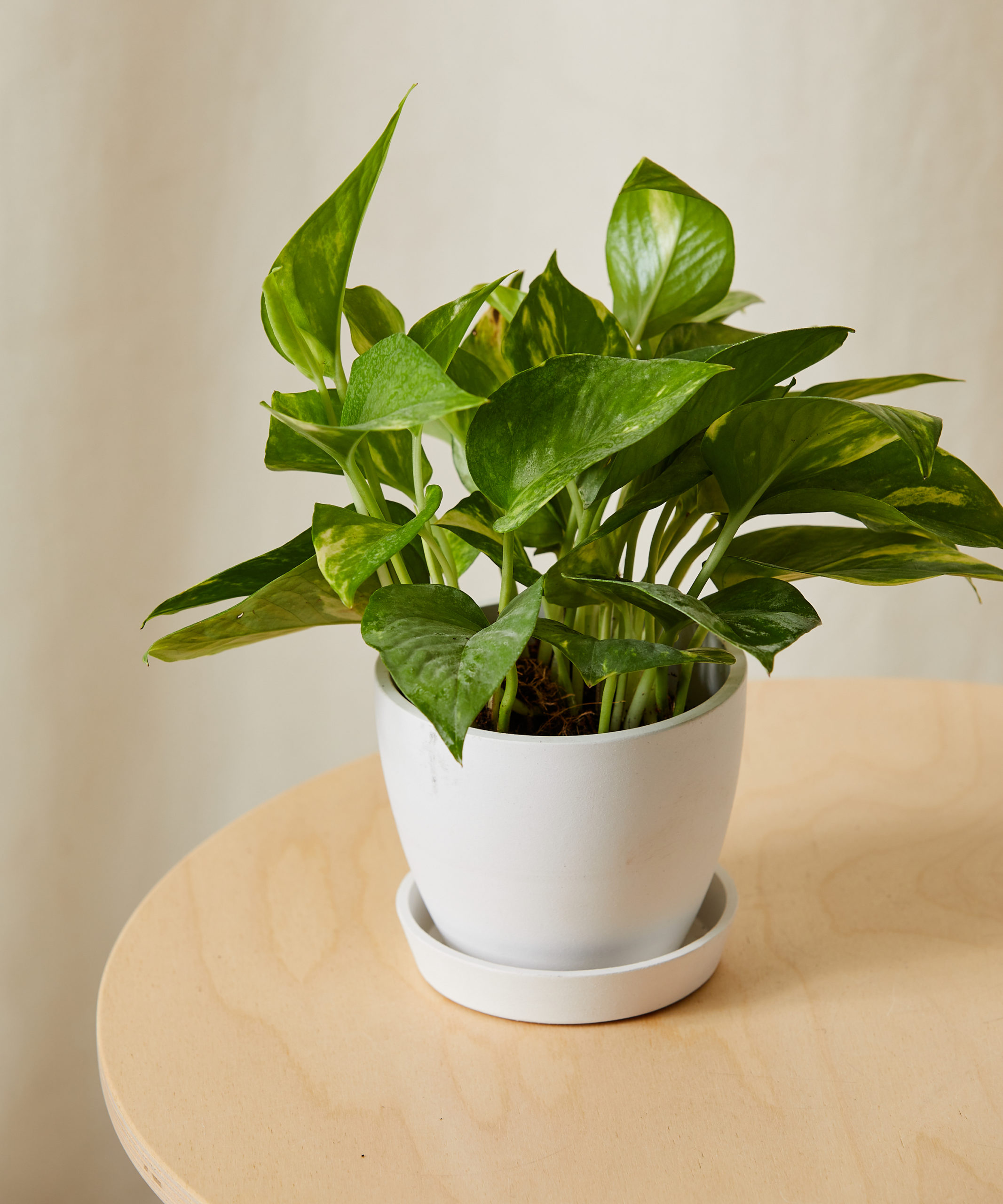 Buy XS Golden Pothos Indoor Plant Bloomscape