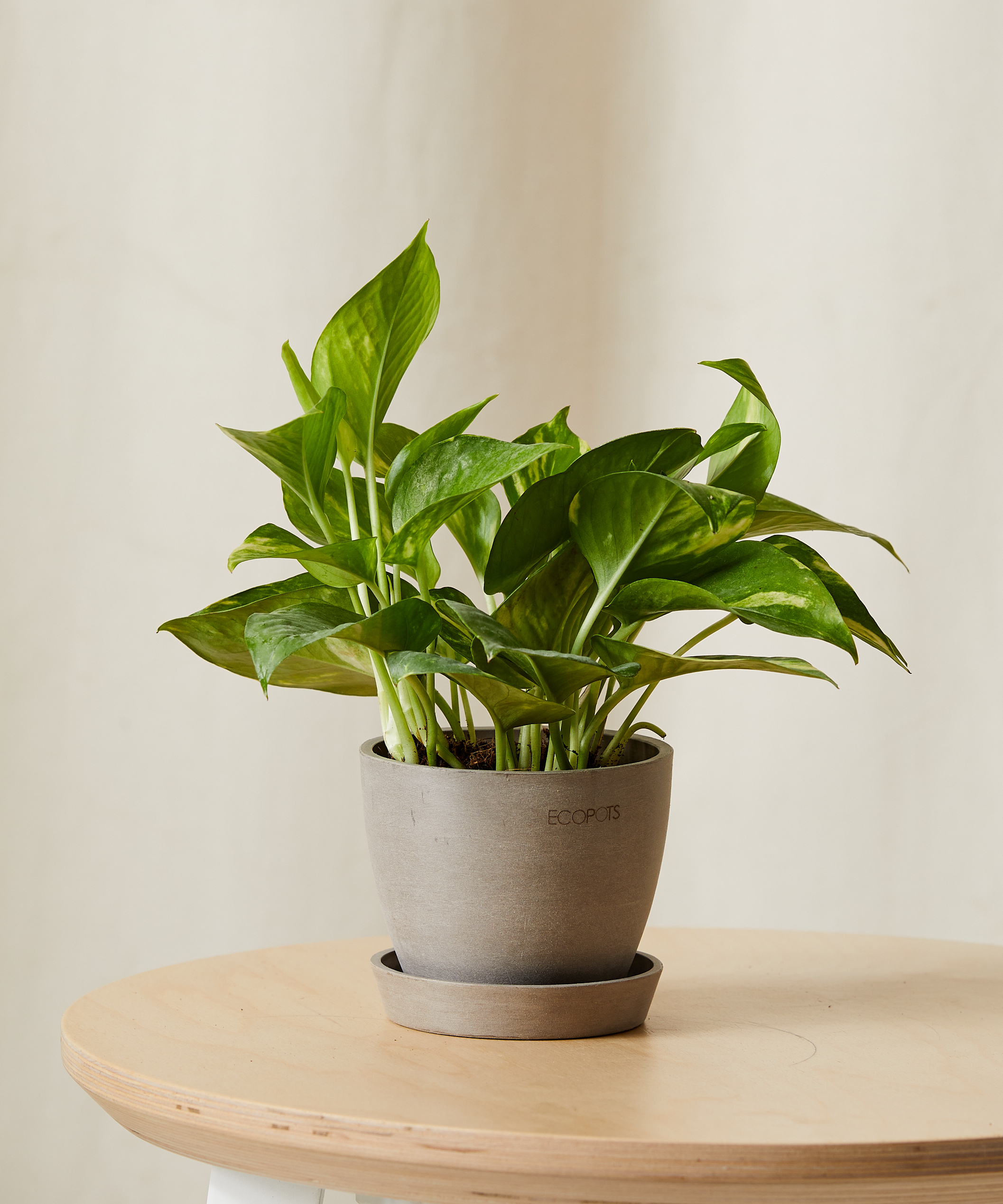 8" Pothos Plant XS | Bloomscape® | Pothos Golden | Hanging Plants Indoor | Low Light Plants | Devil's Ivy, Taro Vine, Devil's Vine | Epipremnum Aureum