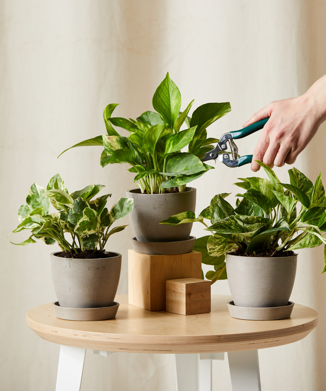 Buy Potted Pothos Collection — Indoor Plant Trio | Bloomscape