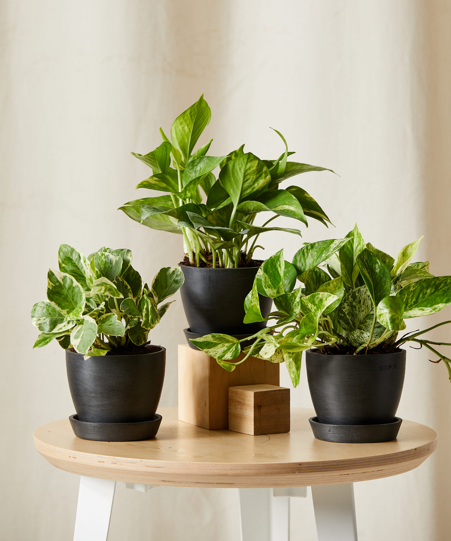 11+ Where To Buy Pothos Buy Potted Pothos Collection — Indoor Plant Trio | Bloomscape