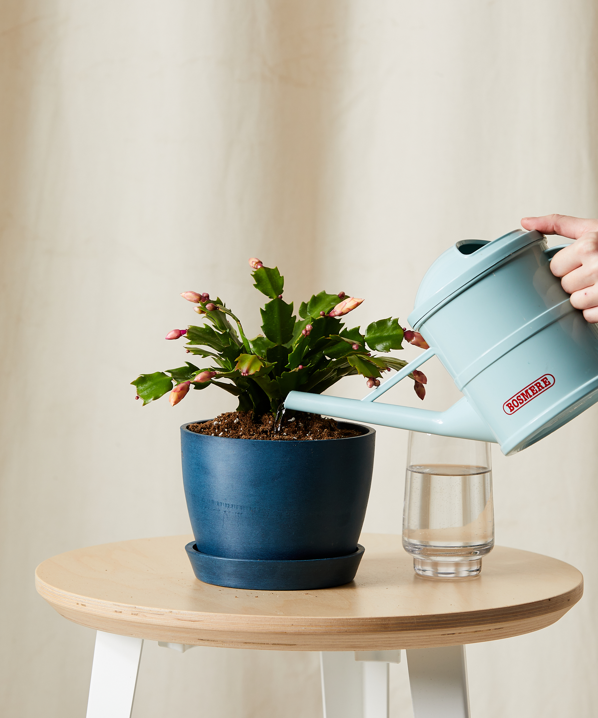 bloomscape_zygo_cactus_sm_care-product