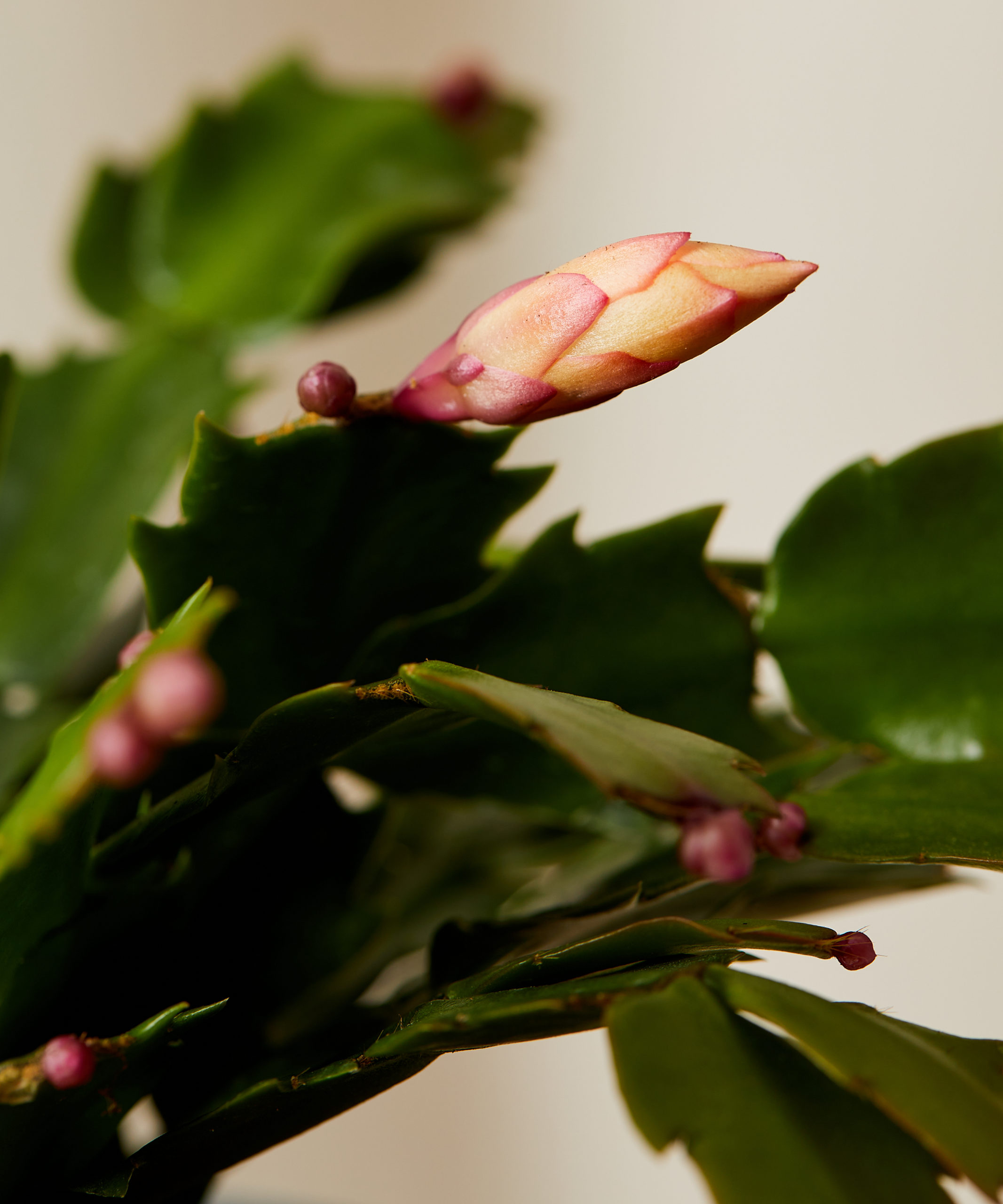 bloomscape_zygo_cactus_sm_detail1