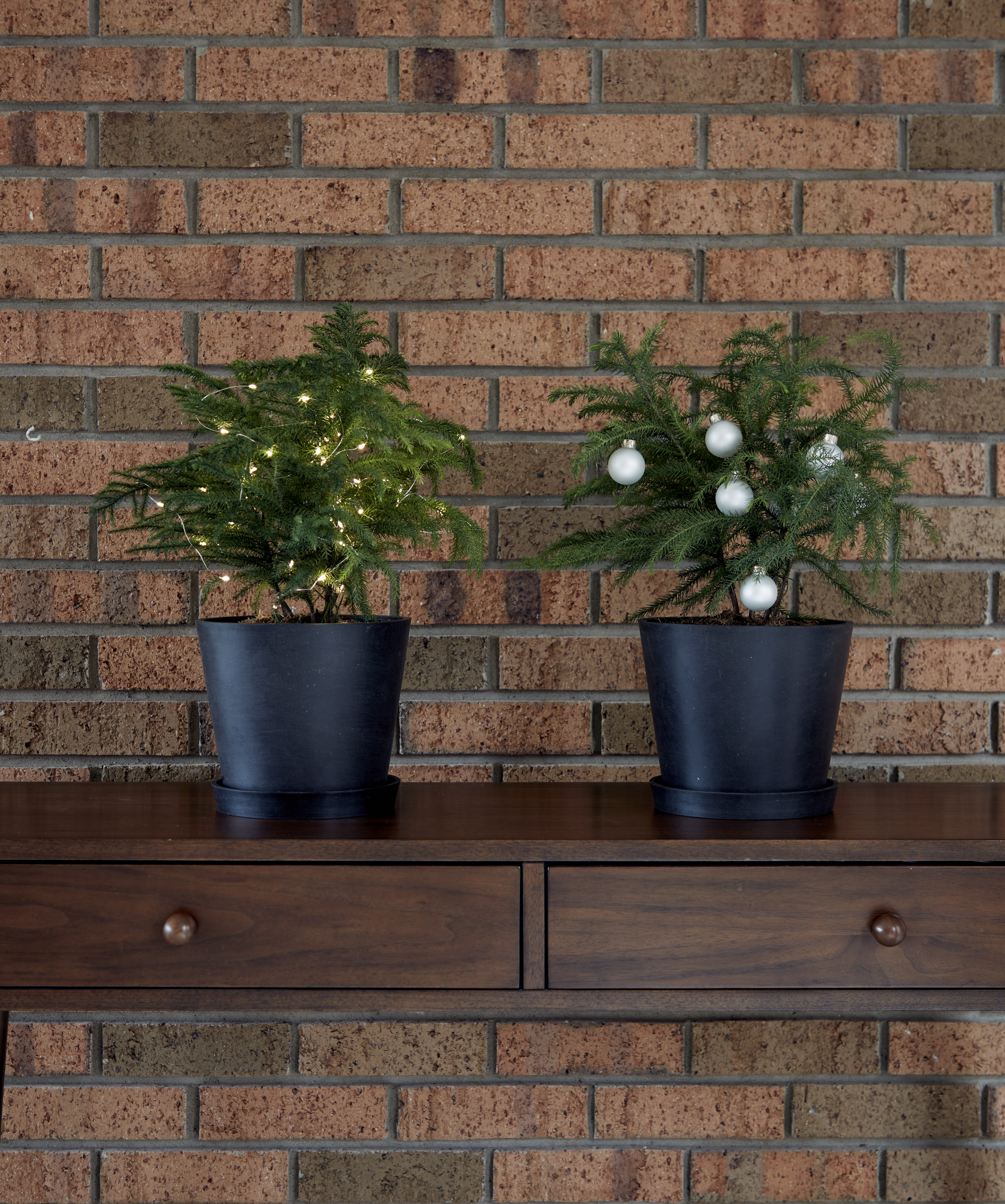 221120_Bloomscape_0186