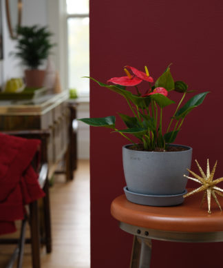 Holiday Red Anthurium