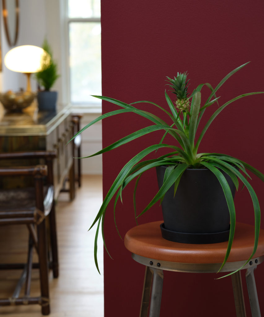 Buy Potted Bromeliad Pineapple Indoor Plant Bloomscape