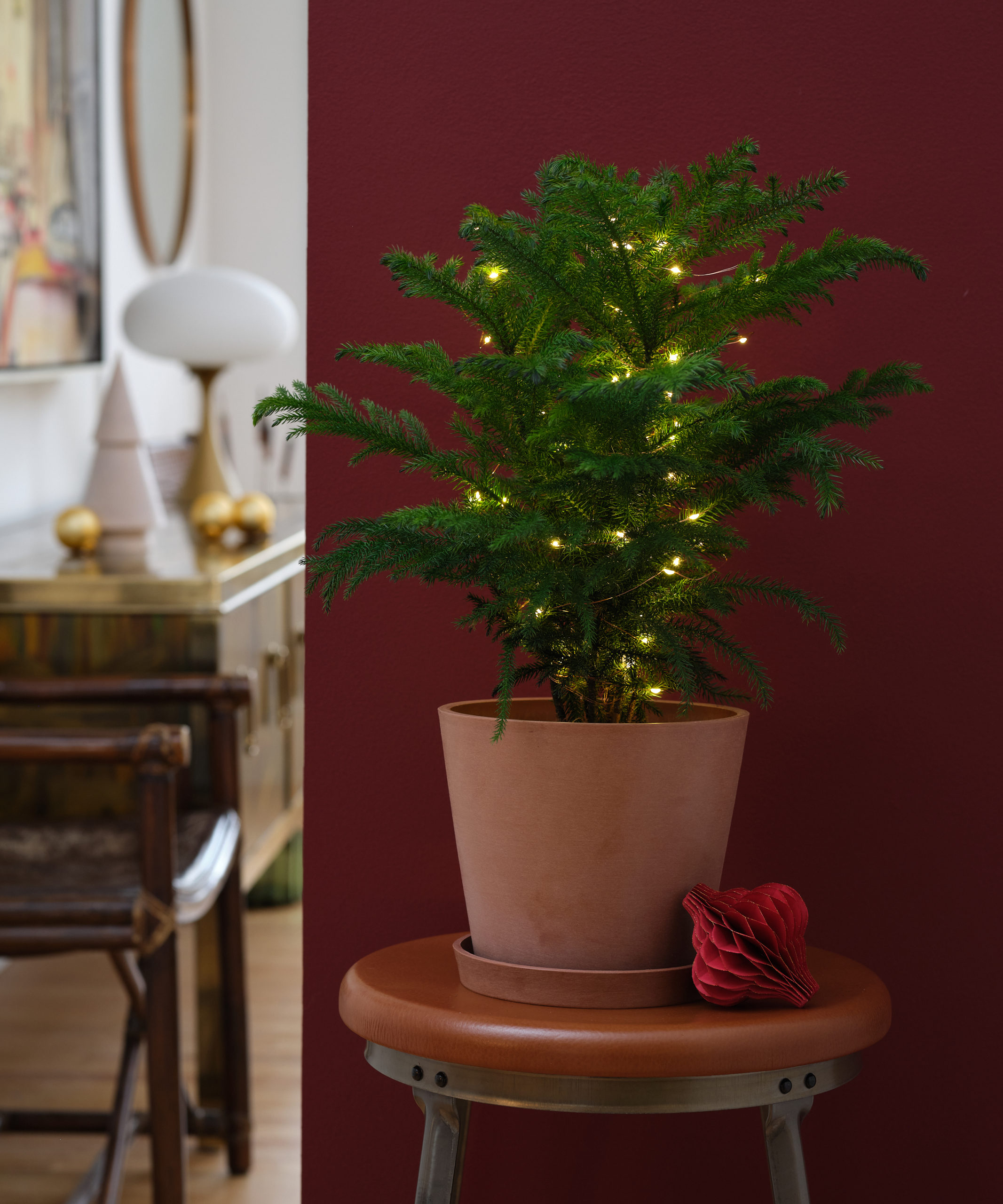 All the Dirt on Gardening: Norfolk Island Pine Tree, Lifestyles