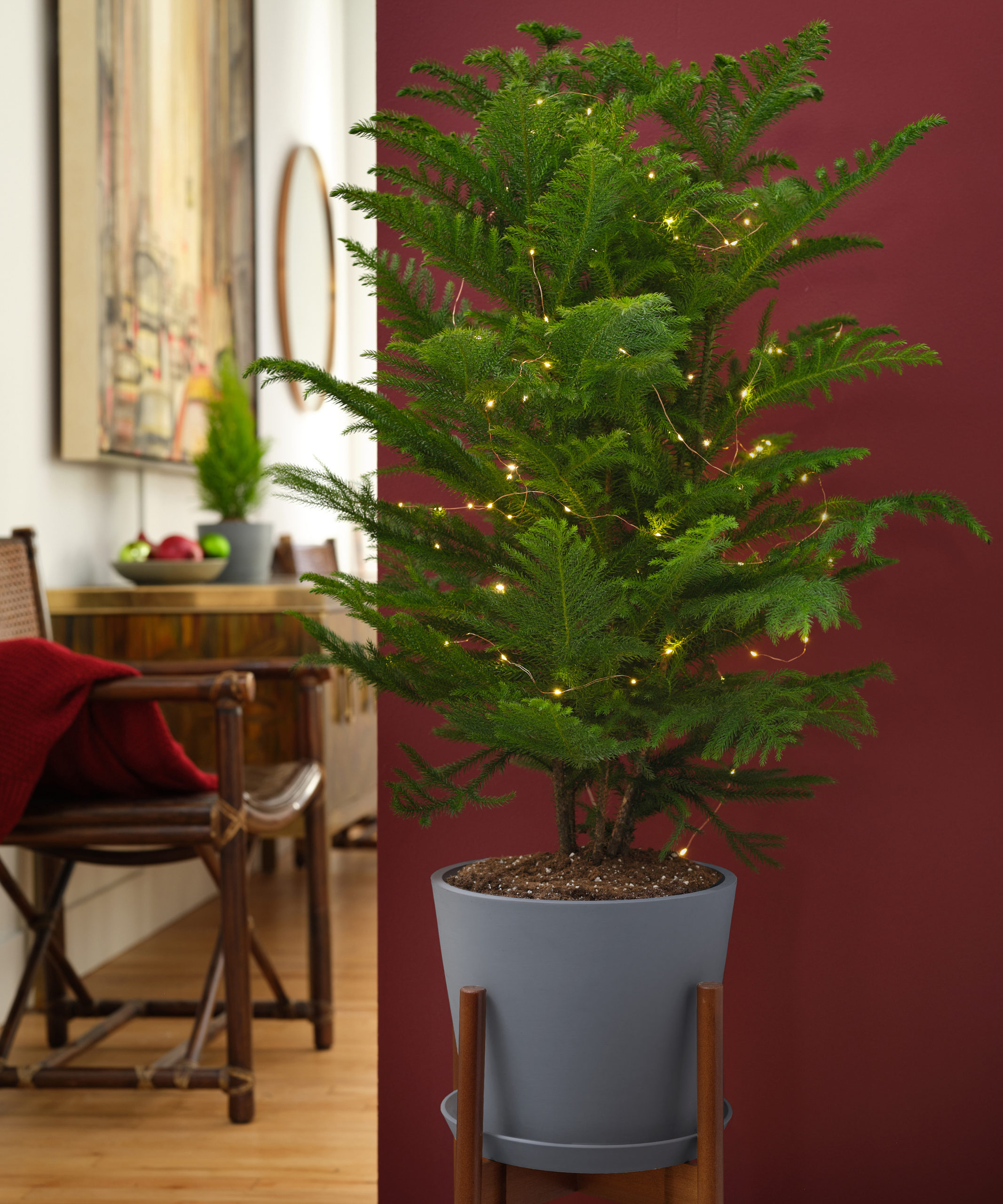 Holiday2022_NorfolkPine_WithLights_PotColorEdit_Slate