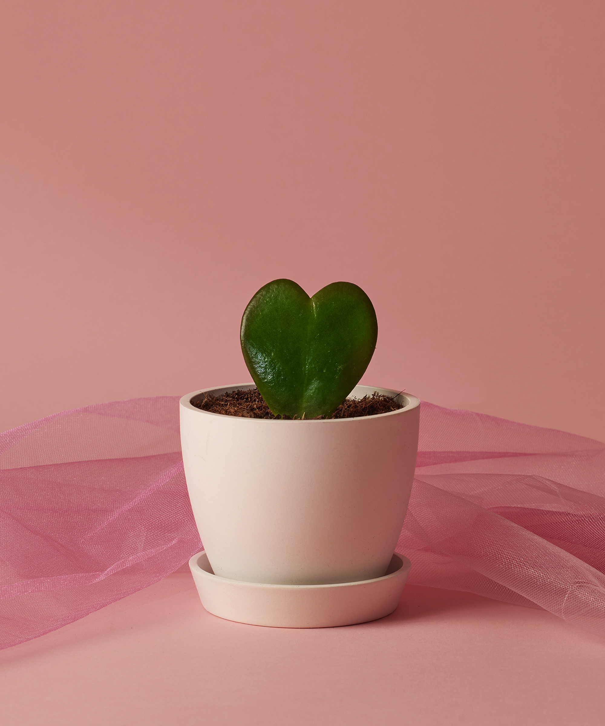 Valentine's Day hoya heart