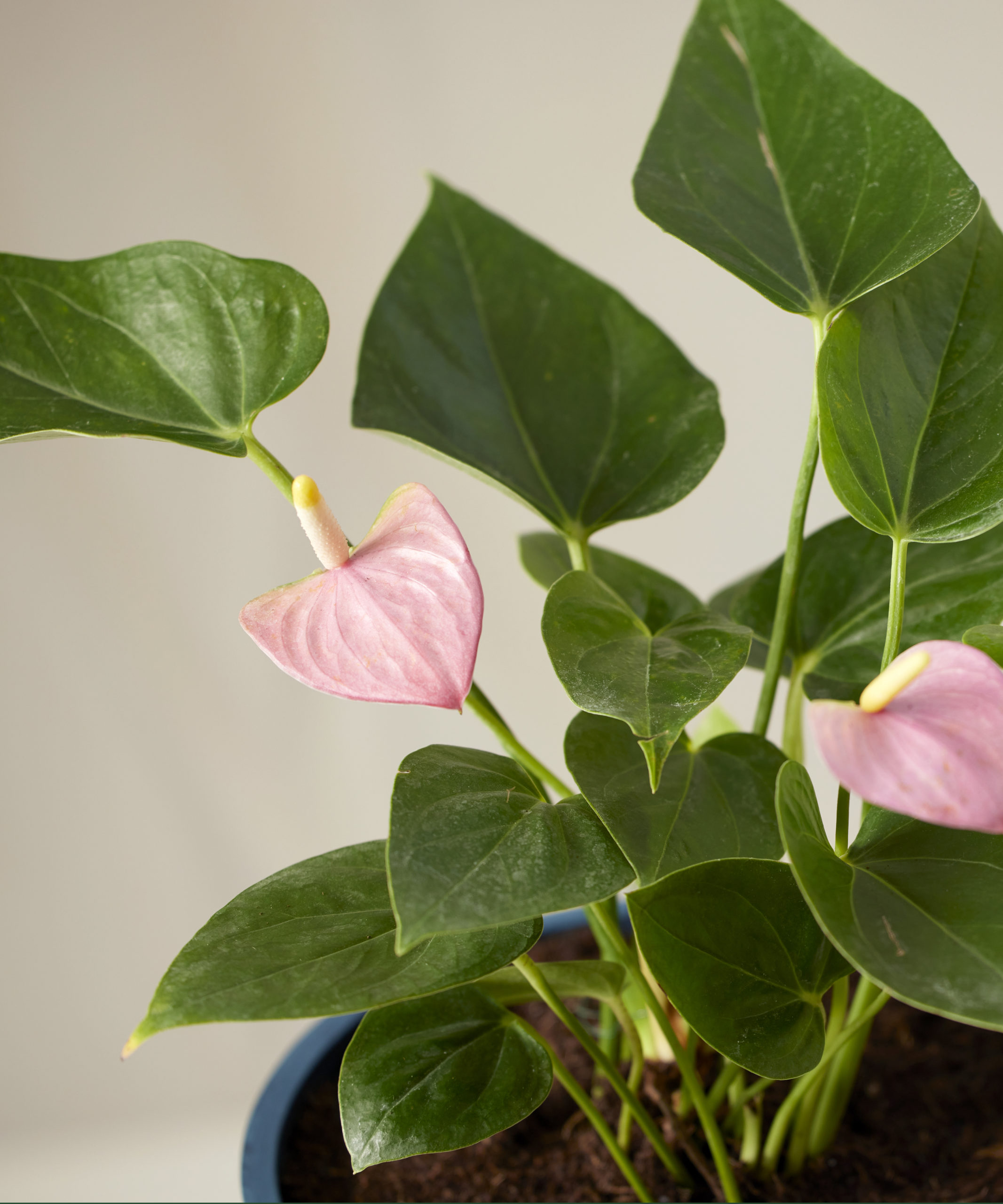 Pink Anthurium