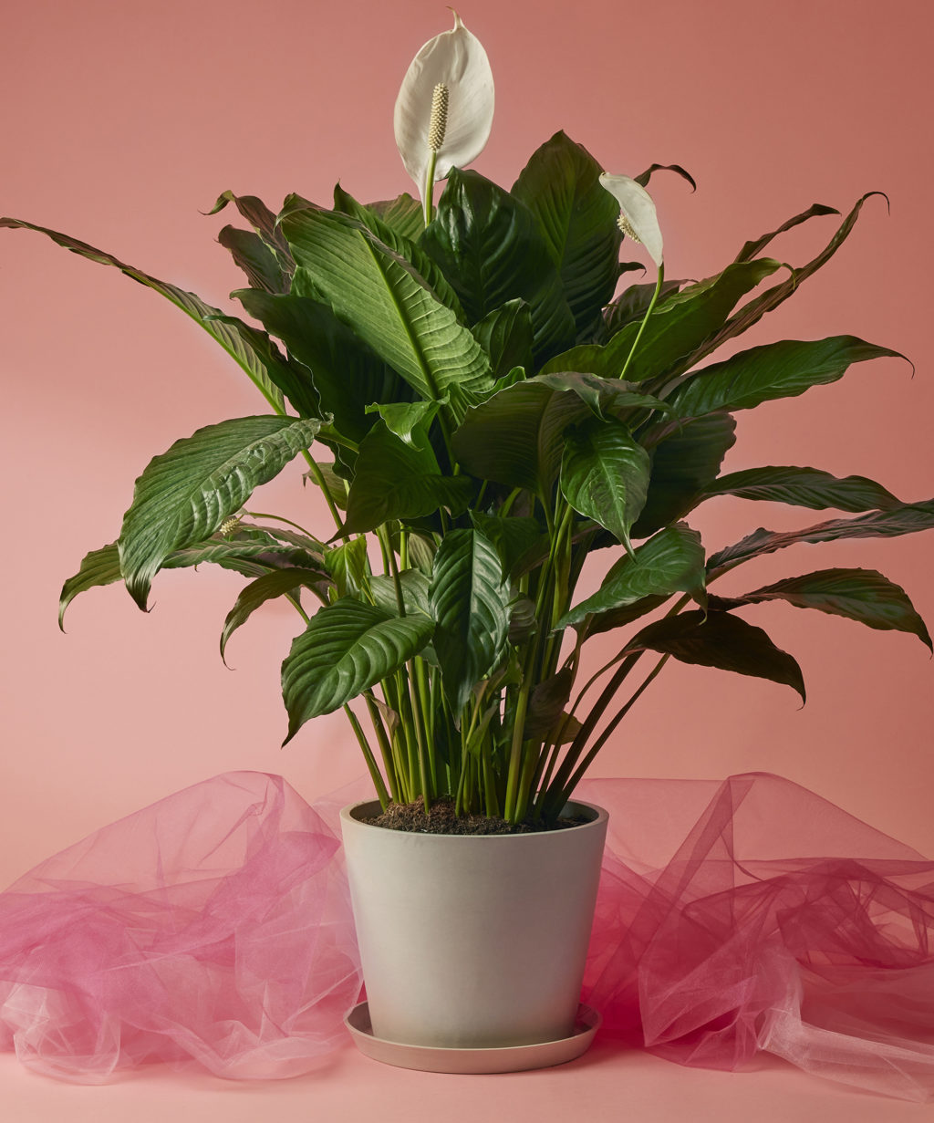 Why Houseplants Make Great Gifts Bloomscape