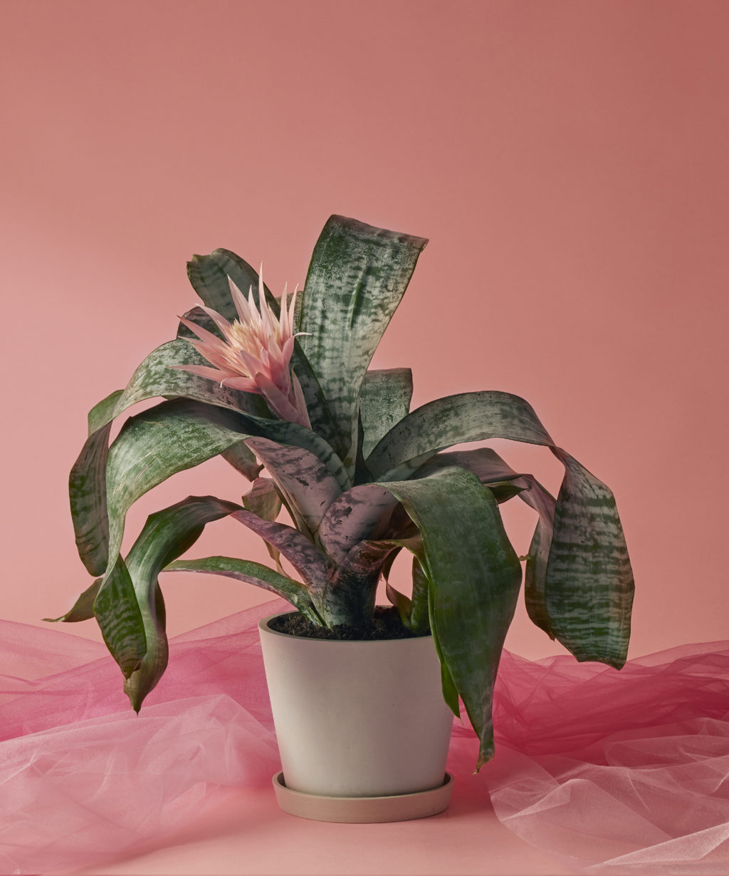 The Best Housewarming Gifts for Plant Lovers Bloomscape