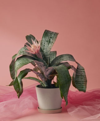 Bromeliad Silver Vase