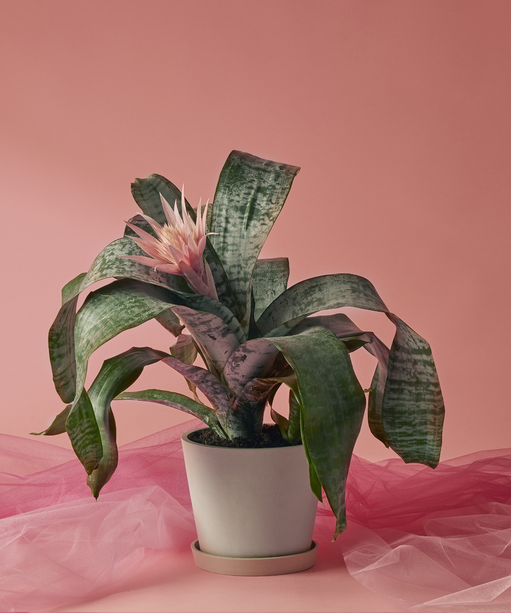 Bromeliad Silver Vase