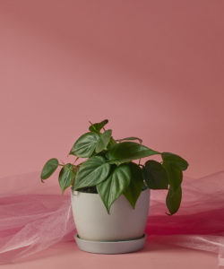 Buy Potted Philodendron Heartleaf, Indoor Houseplant | Bloomscape