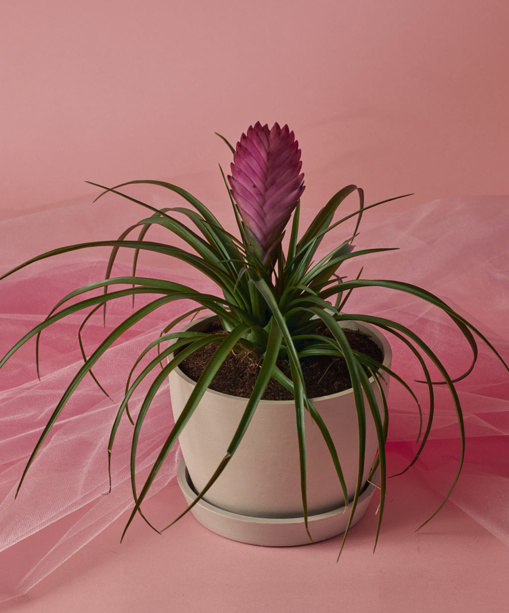 Buy Potted Bromeliad Yellow Indoor Plant Bloomscape